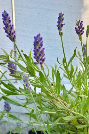 Beautiful lavender blossoms in a garden.