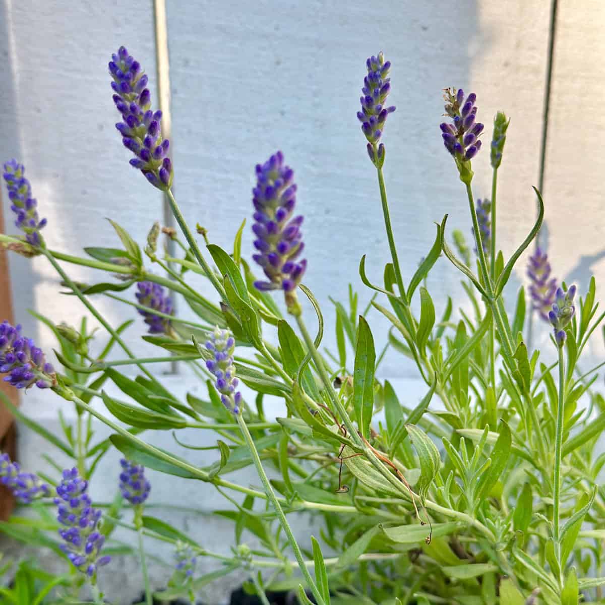 Is Lavender a Perennial in Zone 6? A Complete Growing Guide