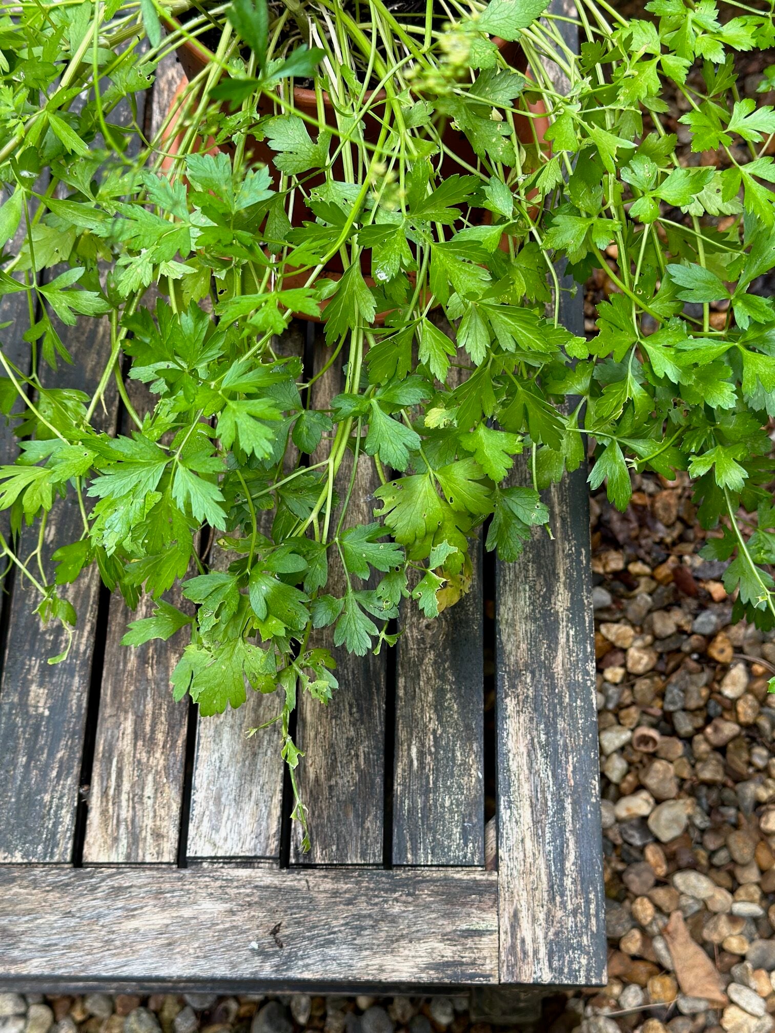 A leggy flat leaf parsley plant. 