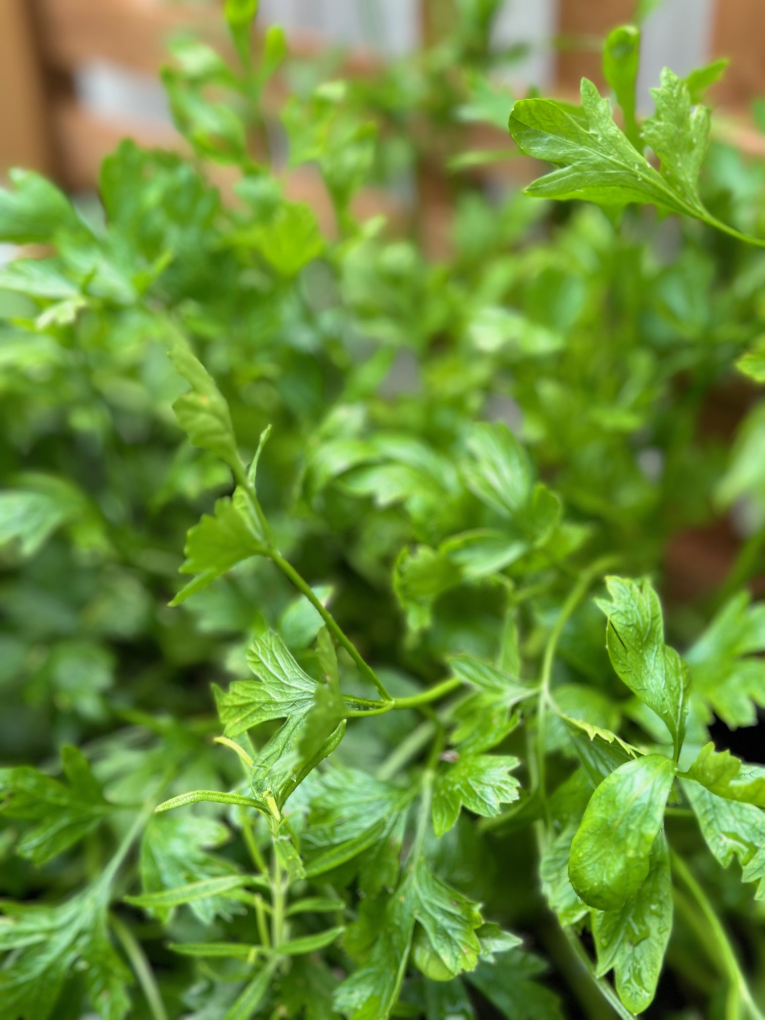 Flat leaf parsley thriving in a garden. 