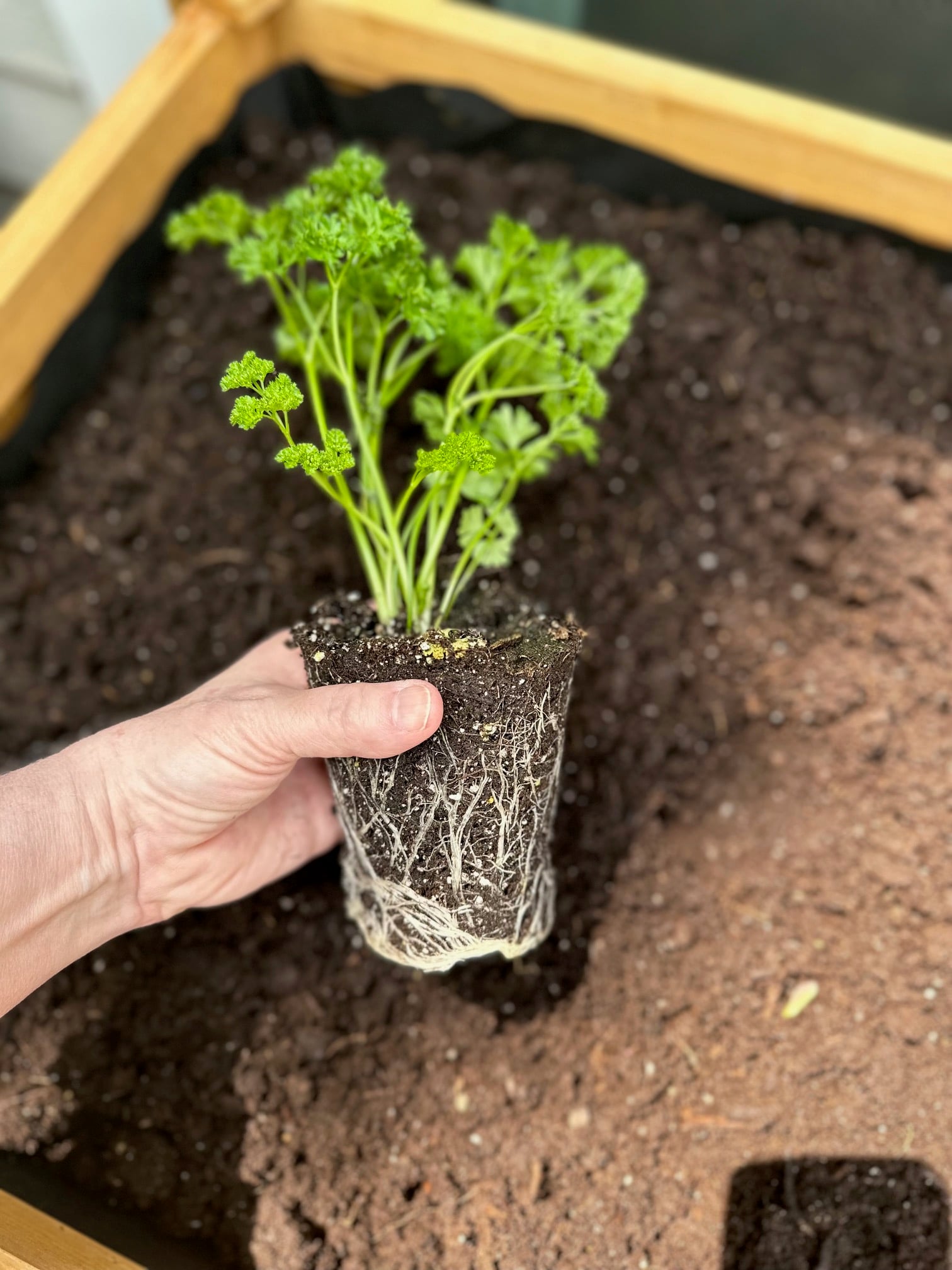 A small parsley plant ready to be planted in soil. 