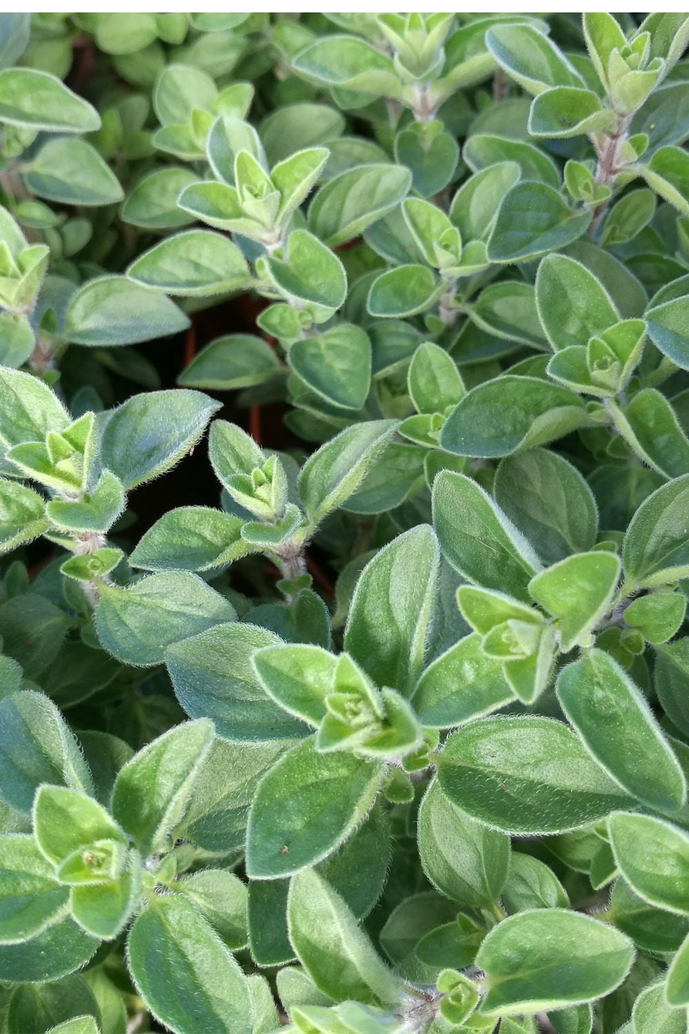 A close up Marjoram in a garden. Oval gray green leaves. 