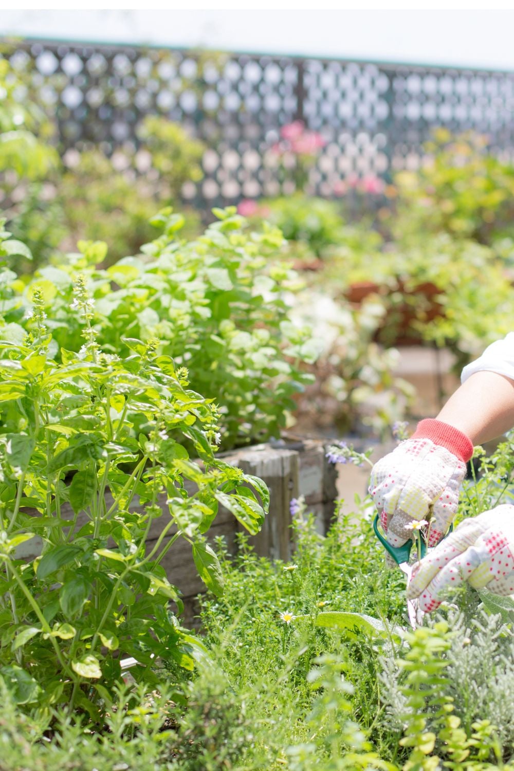 Woman tending to a herb garden. 