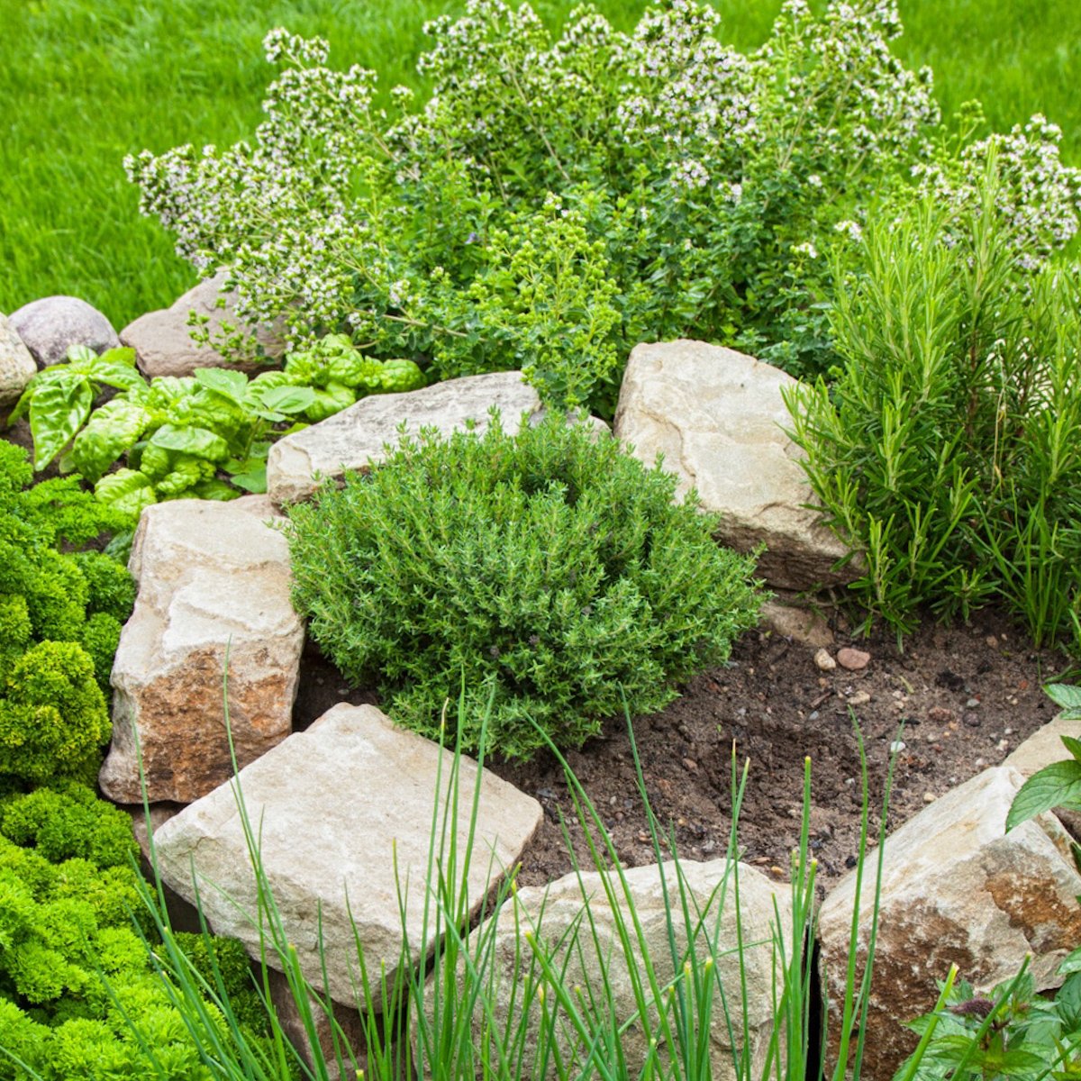 A mediterranean herb garden in a spiral with rocks.