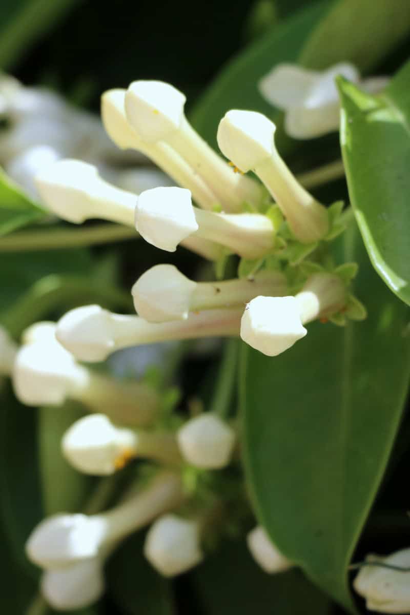 Stephanotis buds before they bloom in star-shaped white flowers. 