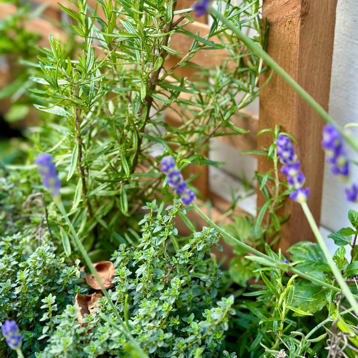 The Ultimate Guide to Companion Plants for Thyme