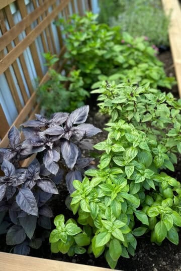 Do I need to replace soil in a raised bed? A beautiful lush raised garden bed full of thriving herbs.