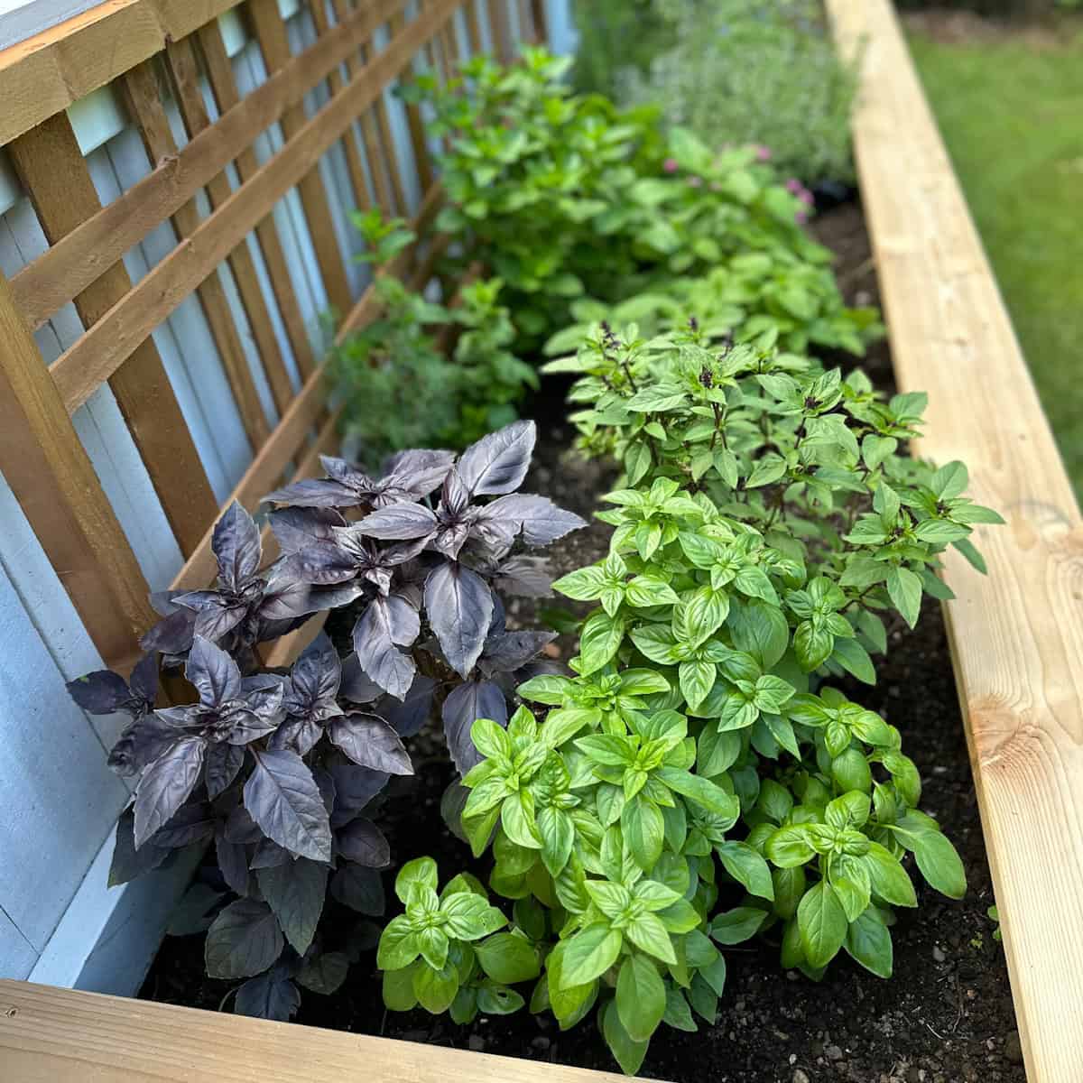 Do I need to replace soil in a raised bed? A beautiful lush raised garden bed full of thriving herbs.