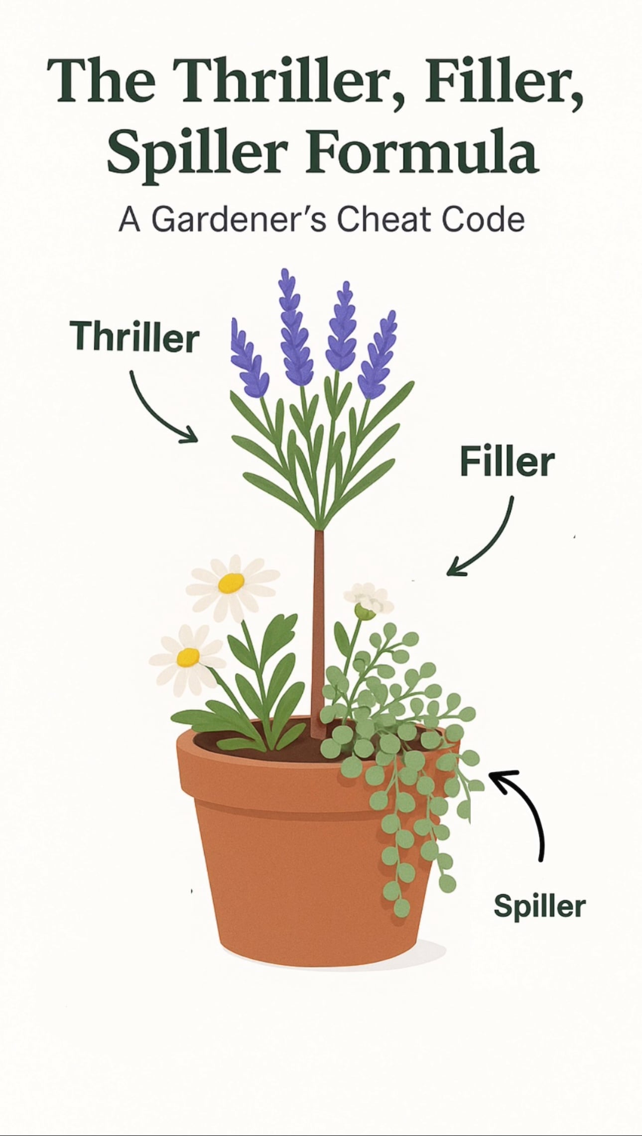 A graphic image of a planter showing the thriller (lavender tree), filler (daisy flower) and Spiller, (trailing greens.)
