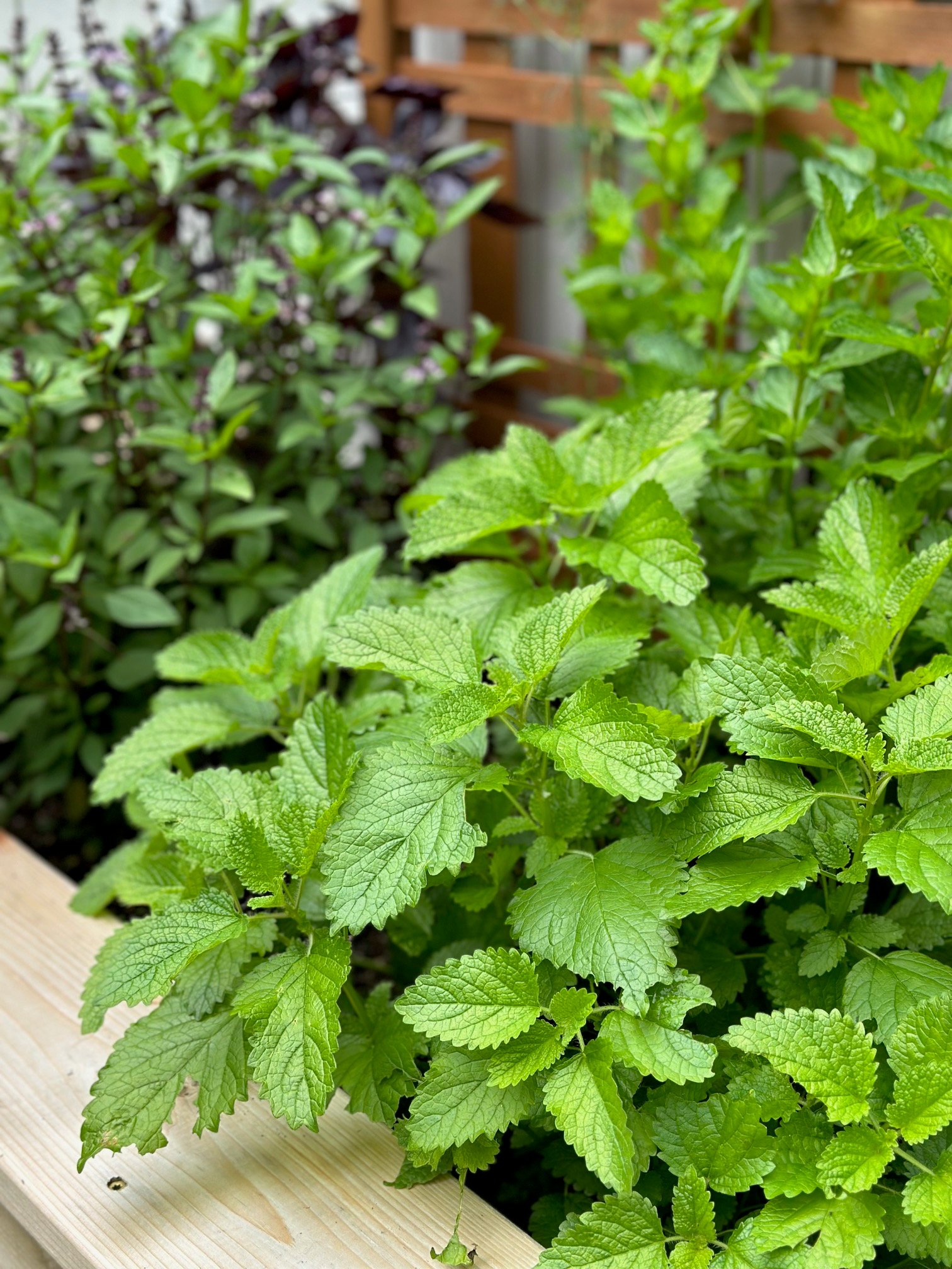 Lemon balm in a garden bed with companion plants. 
