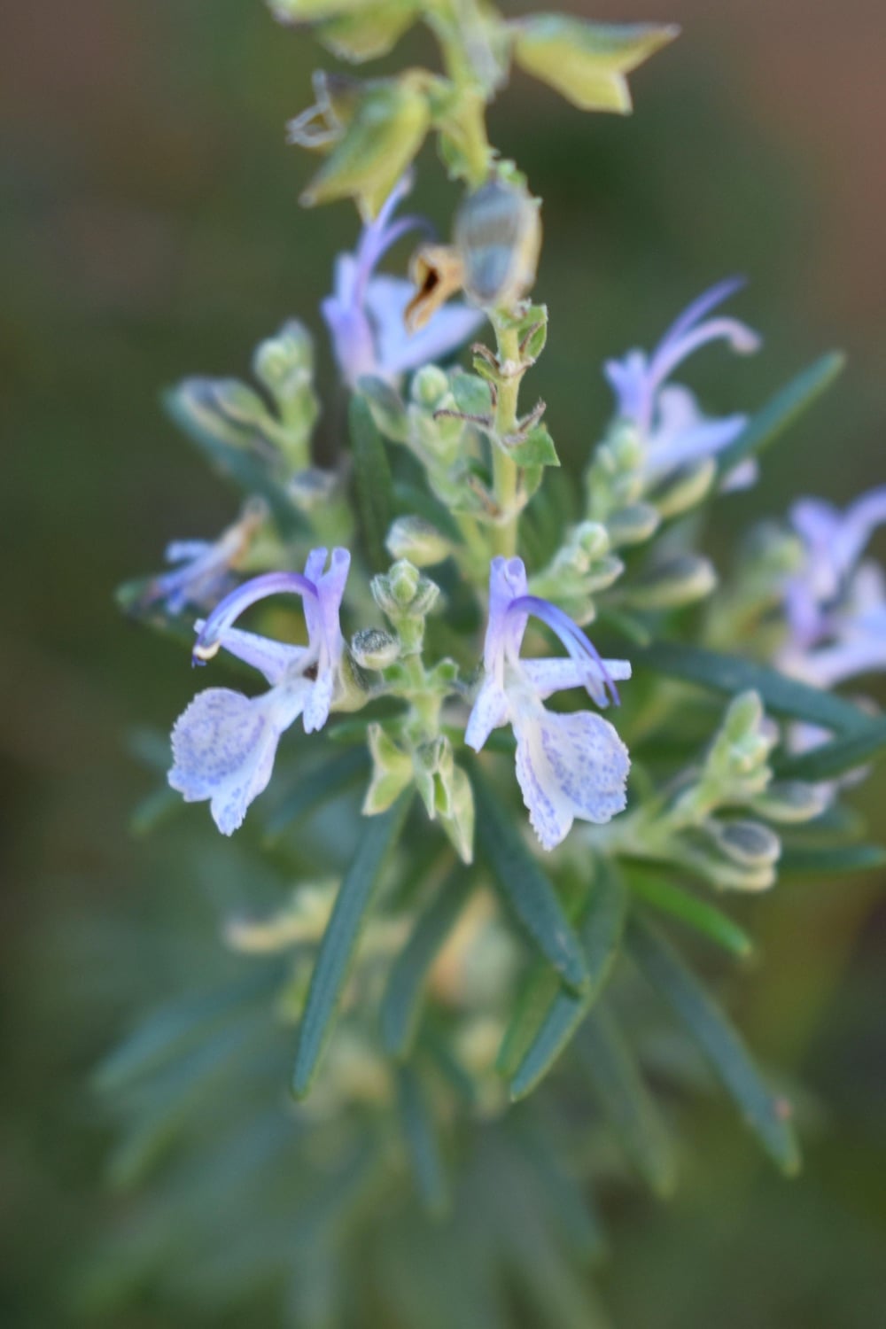 A close up of a rosemary branch with light purple flowers. 
