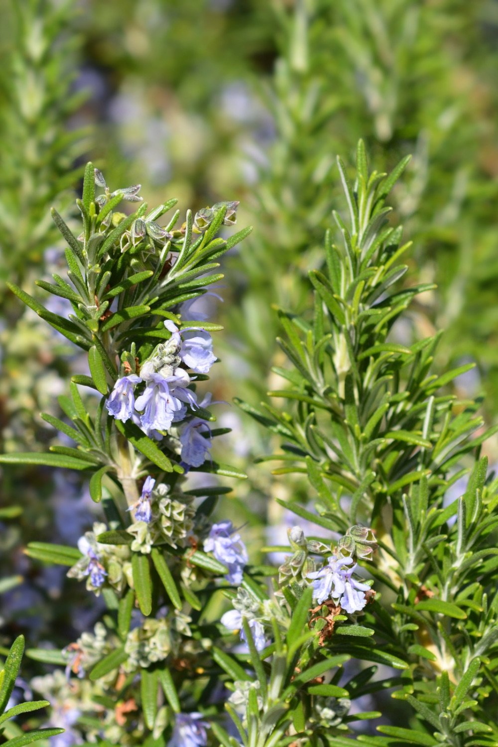 A pretty light purple rosemary. 