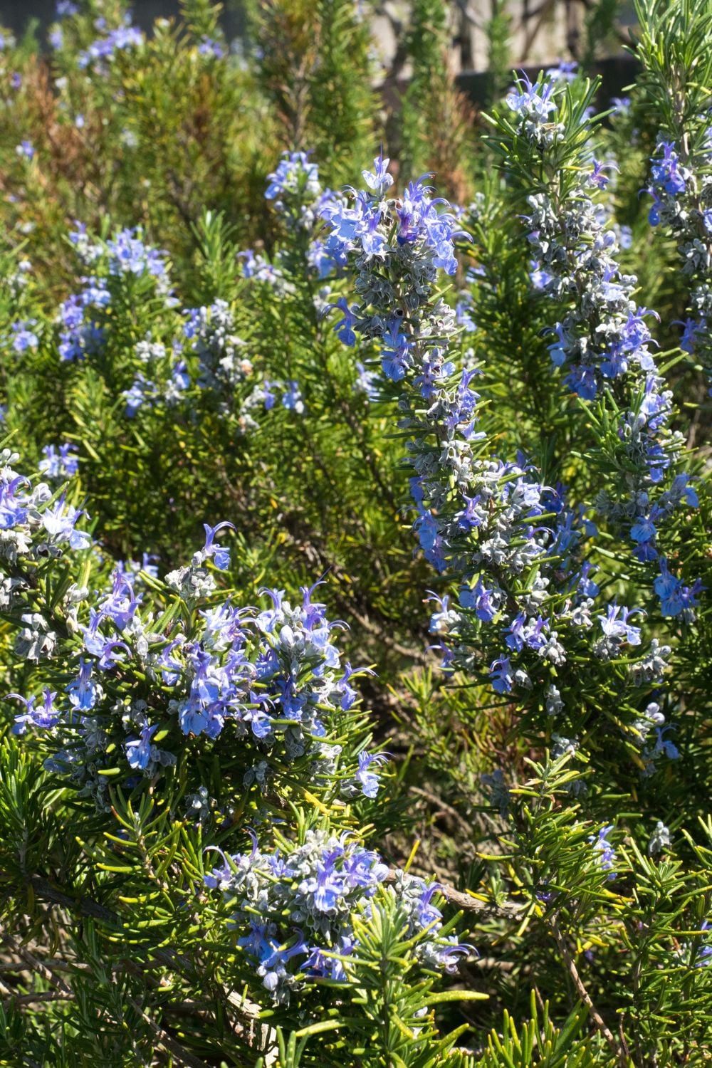 A full rosemary bush with flowers. 