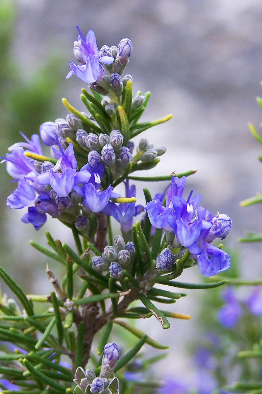 Bright purple rosemary with flowers in a garden. 