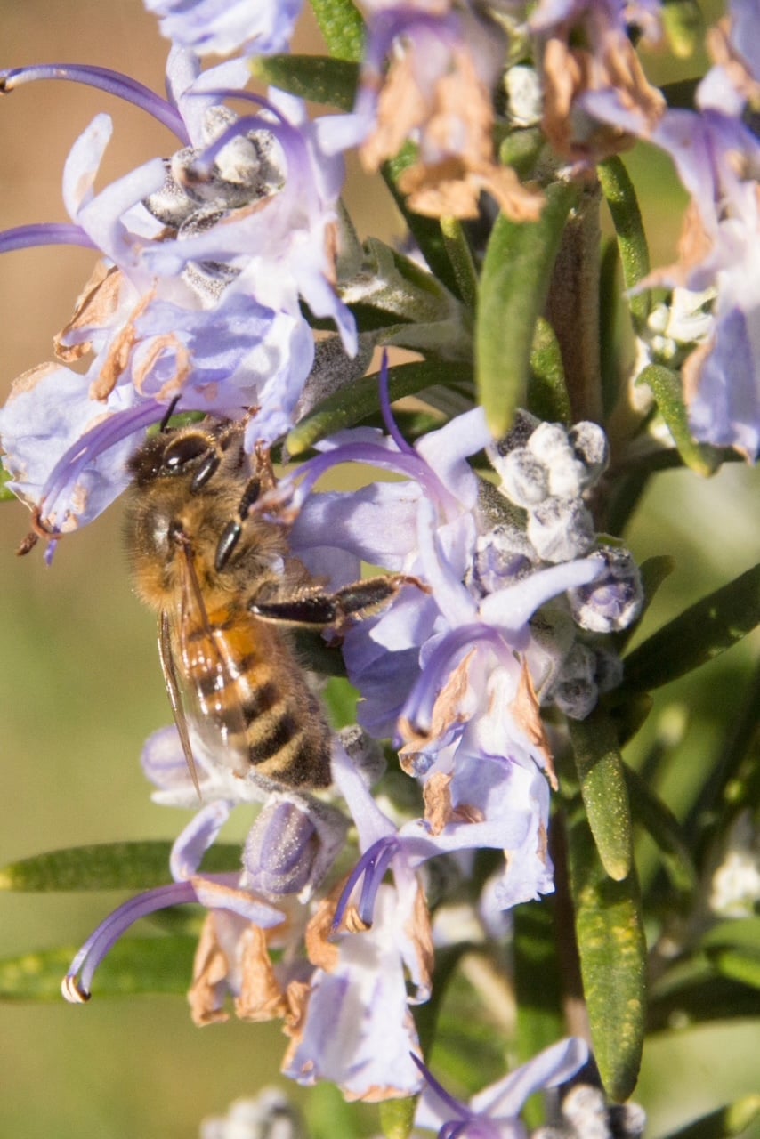 A bee on a rosemary with flowers. 