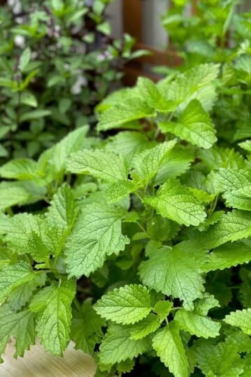 Lemon balm spilling over the wall of a raised bed with other herbs in the background.