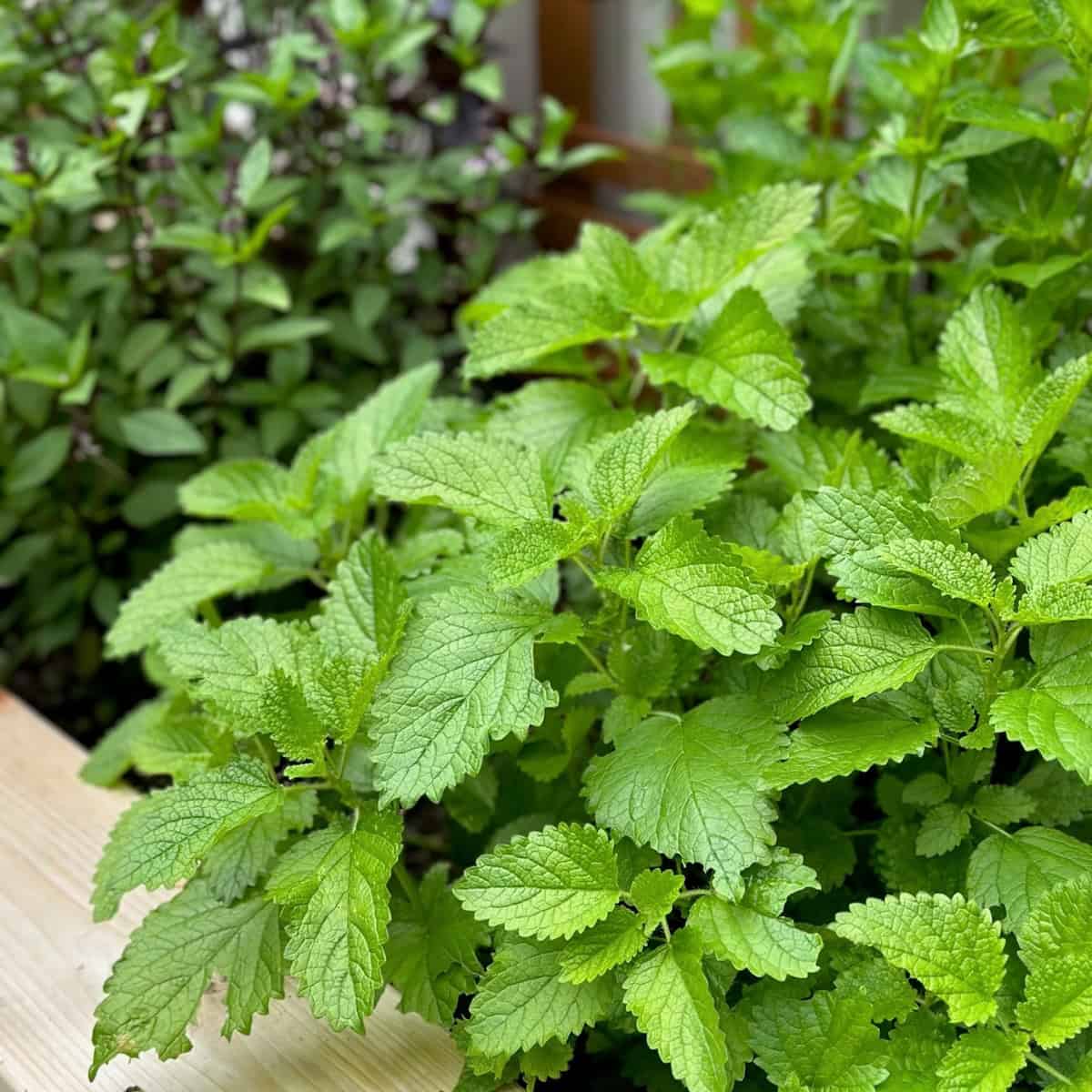 Companion Plants for Lemon Balm: What Grows Well With This Garden Favorite