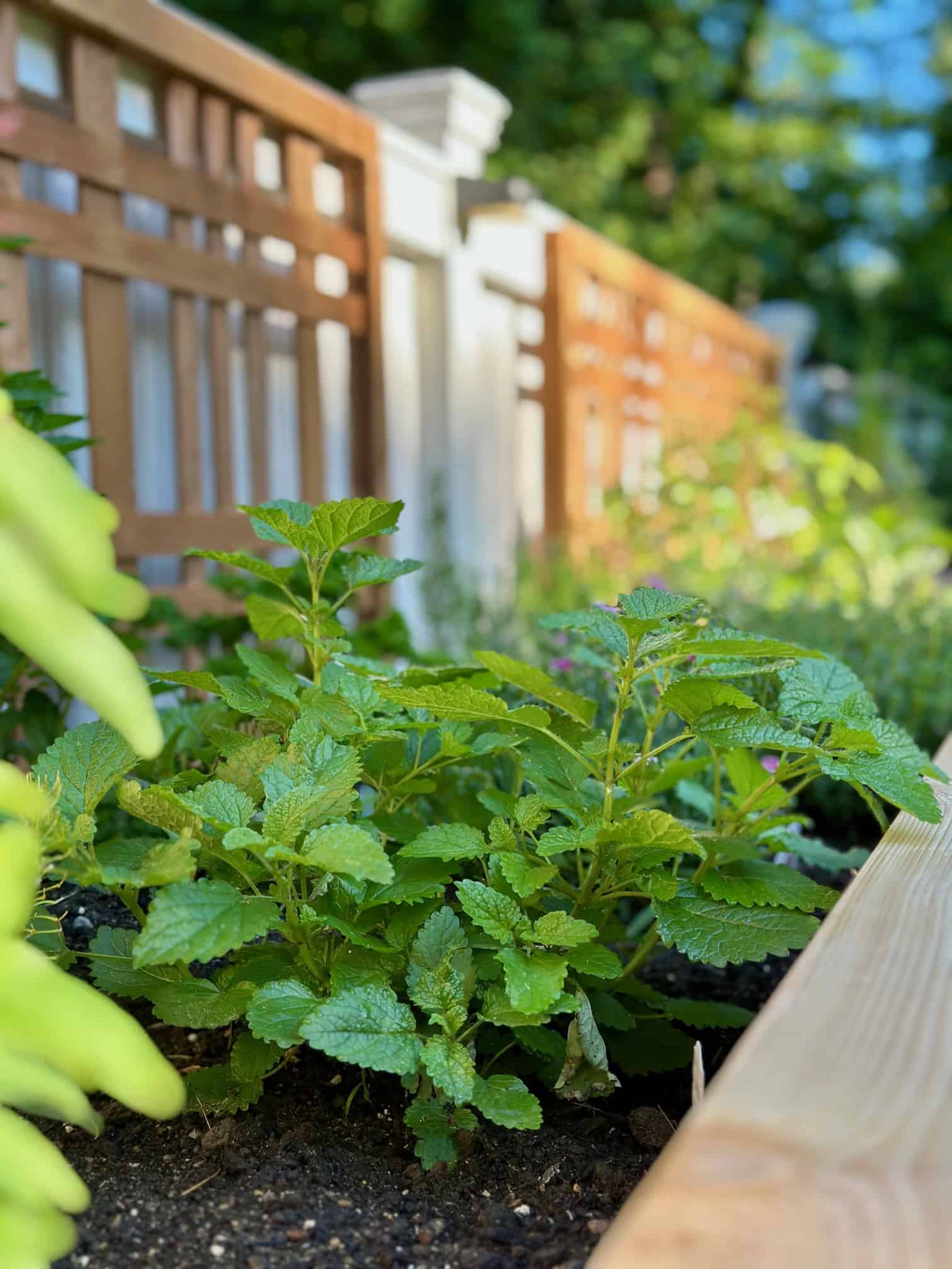 Lemon balm in a raised bed.