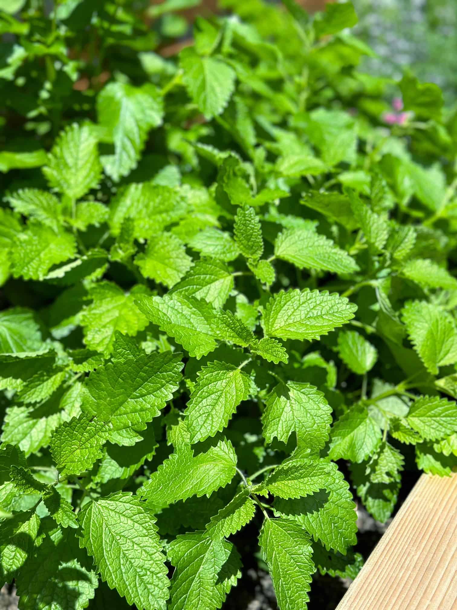 Lemon balm in a garden bed with companion plants. 