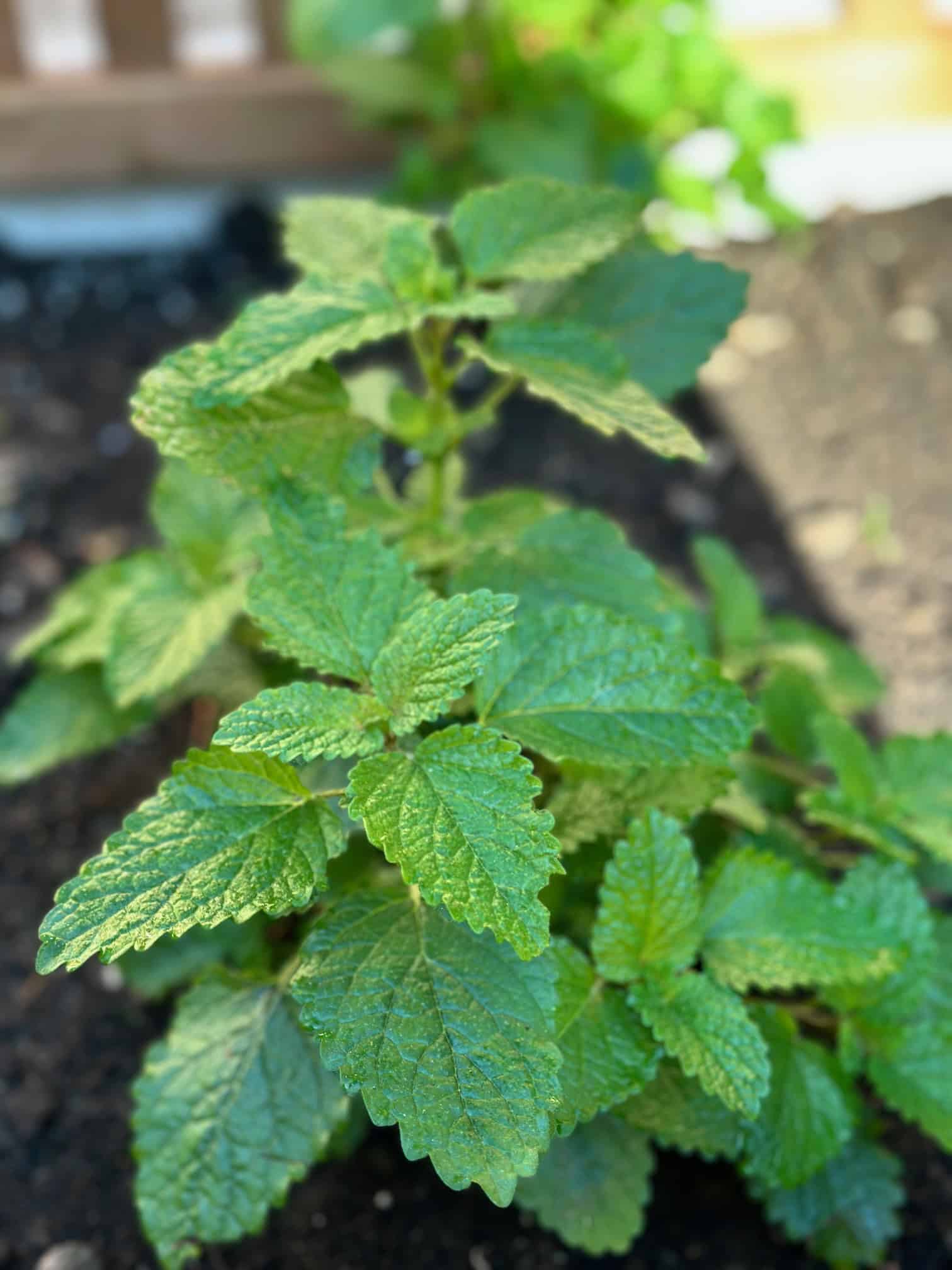 A small lemon balm plant added to an herb bed. 
