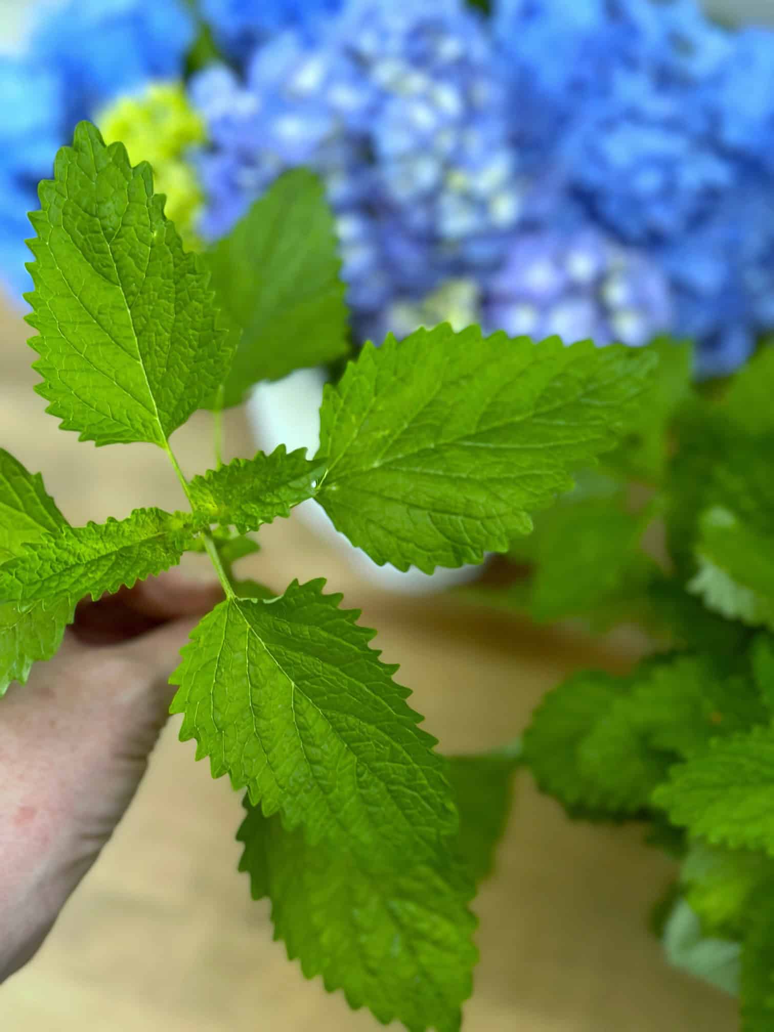 Holding a stem of lemon balm. the leaves are veiny heart shaped in a pretty fresh bright spring green color. 