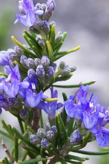 A rosemary bush with bright purple blooms.
