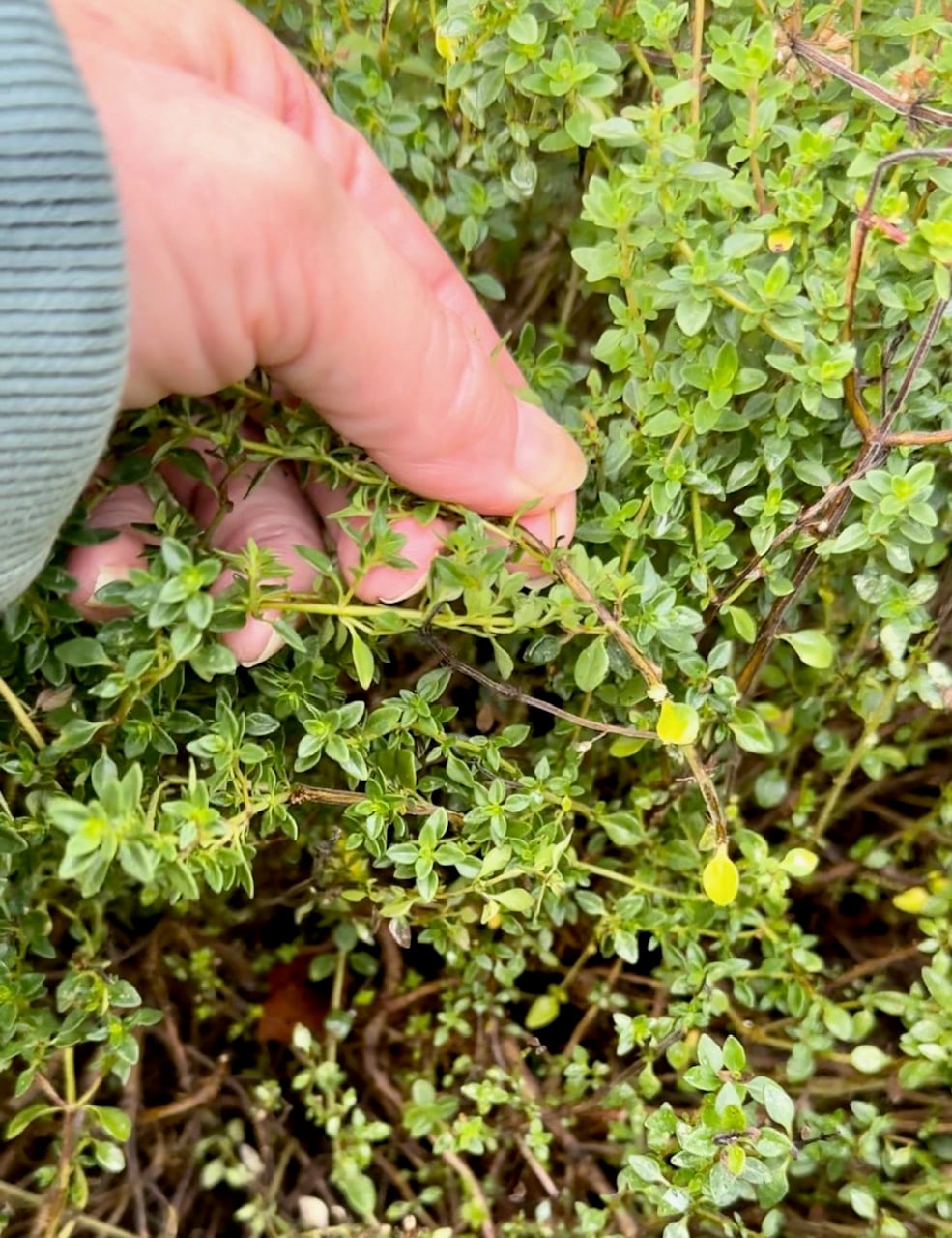 Woody stems of thyme hardening off as the temperature drops. 