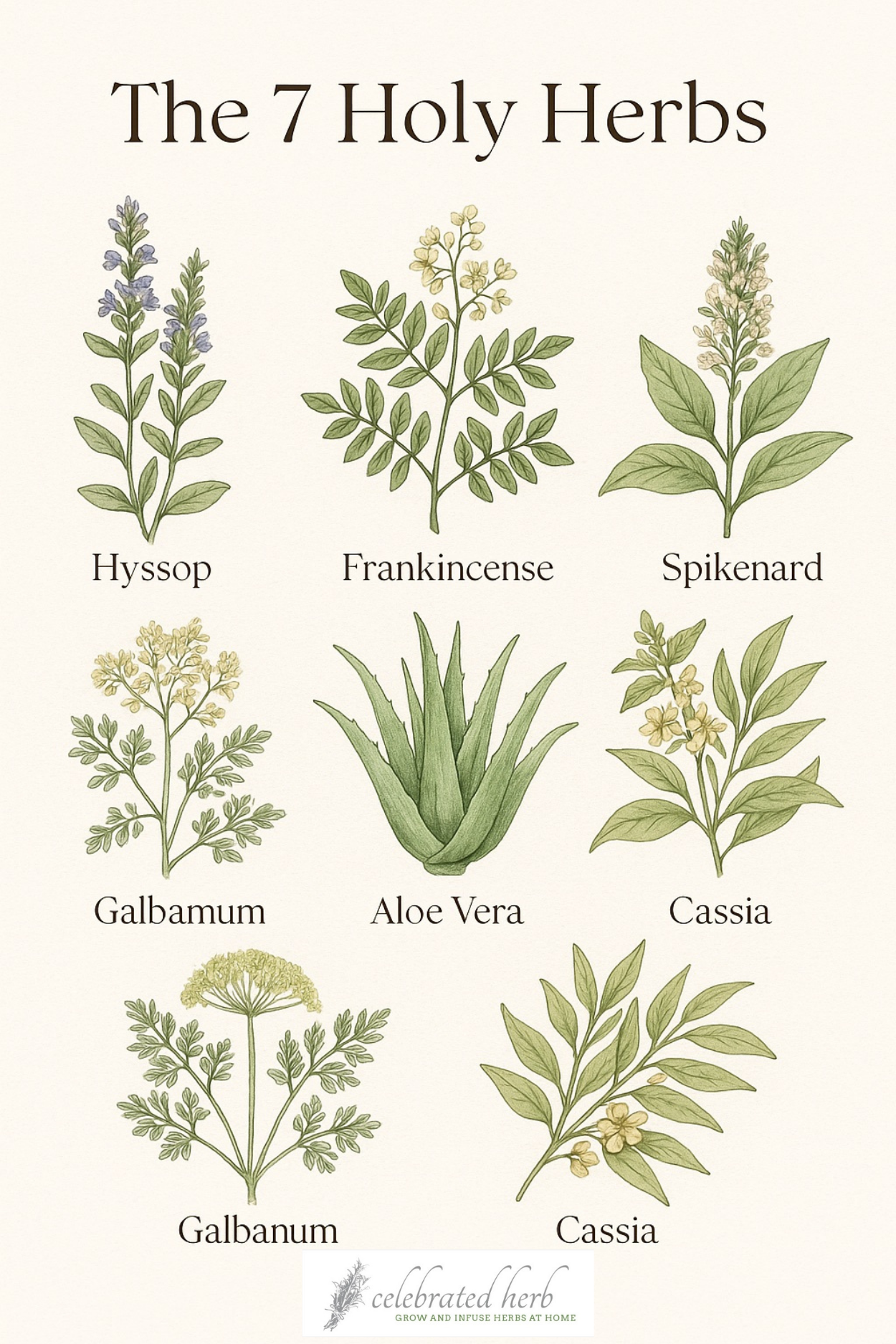 A drawing of the 7 holy herbs. 