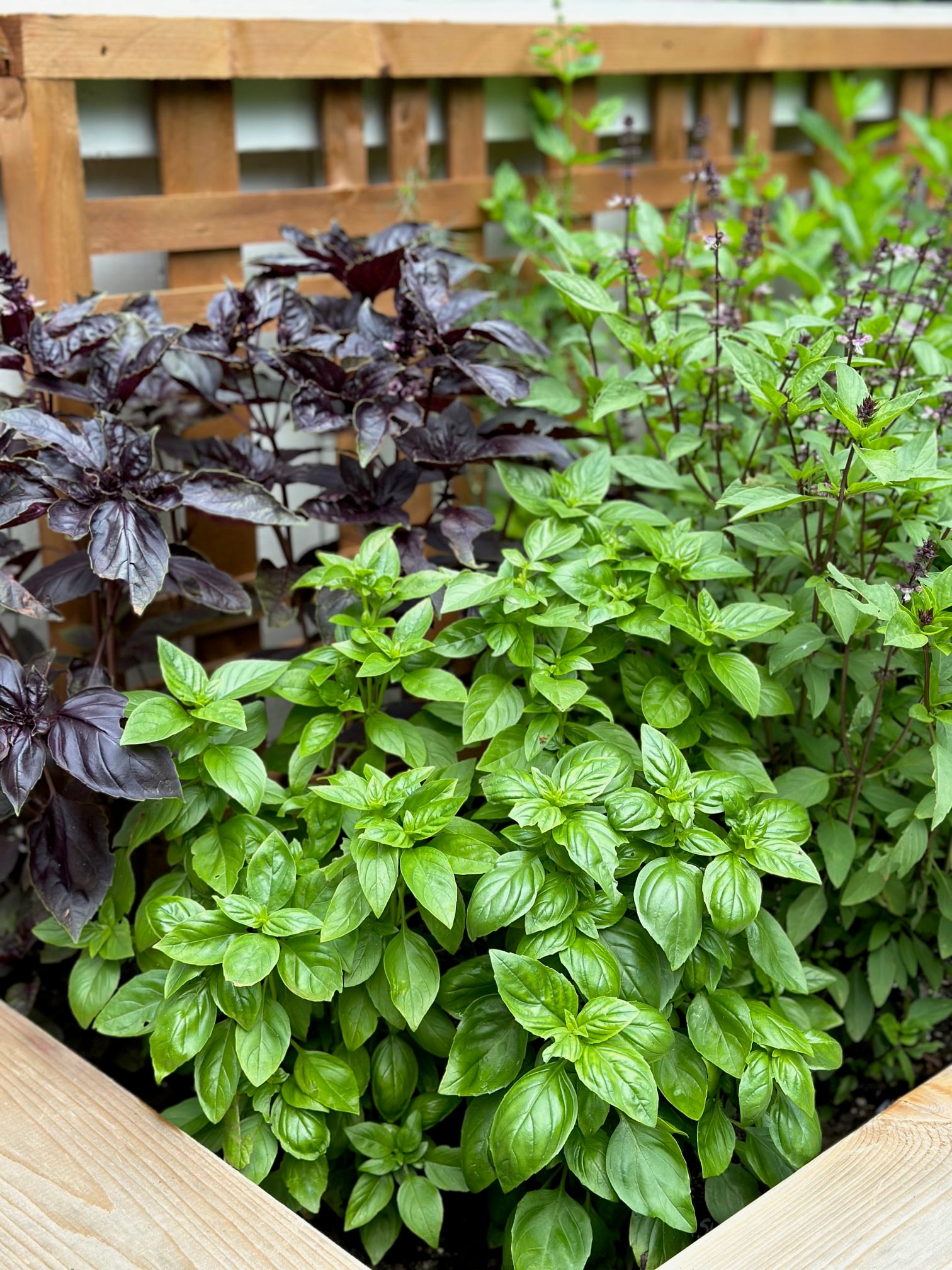 purple, green and Thai basil all growing in a raised bed. 