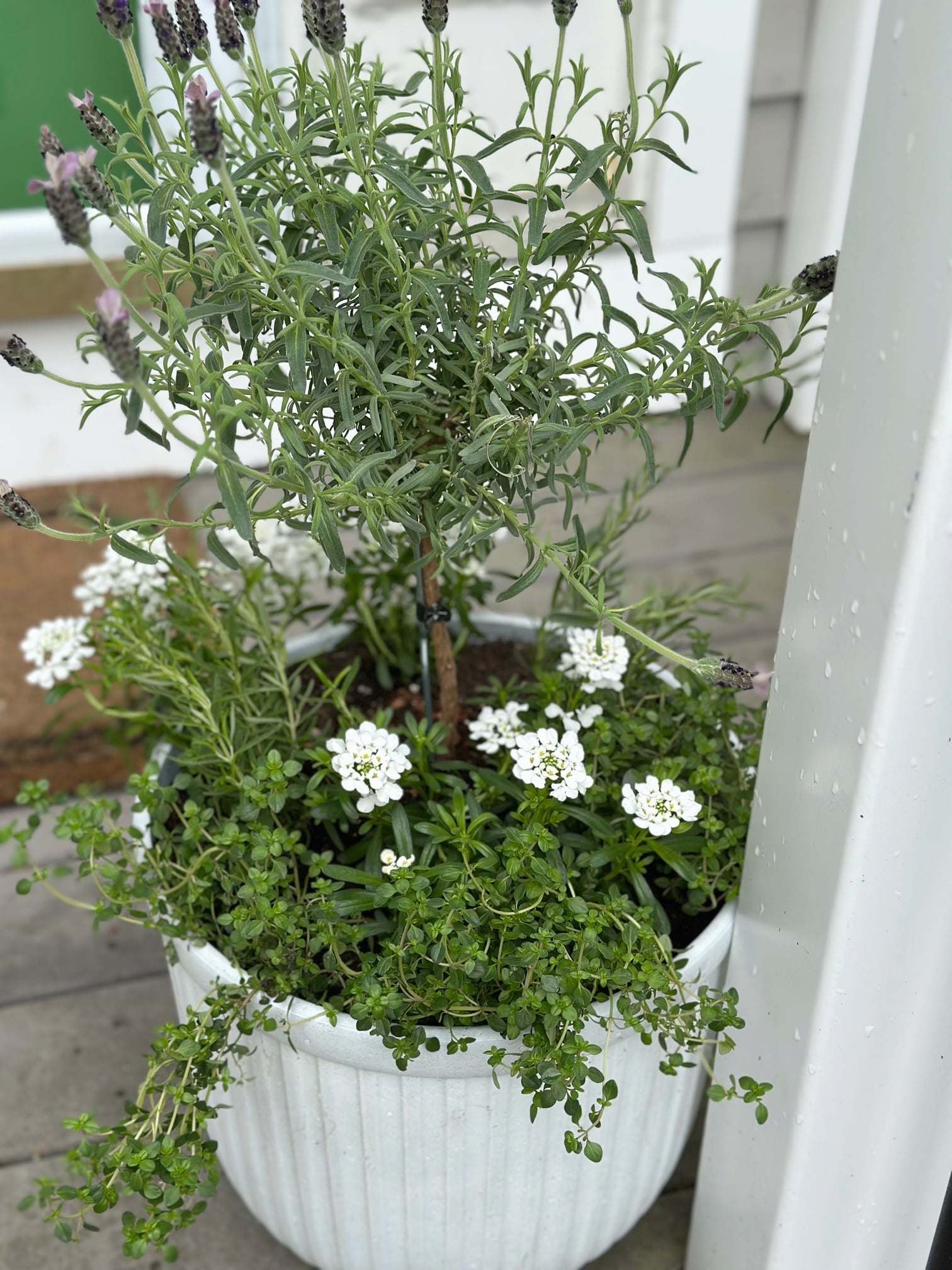 A top view of a planter with a lavender tree and thyme plants. 