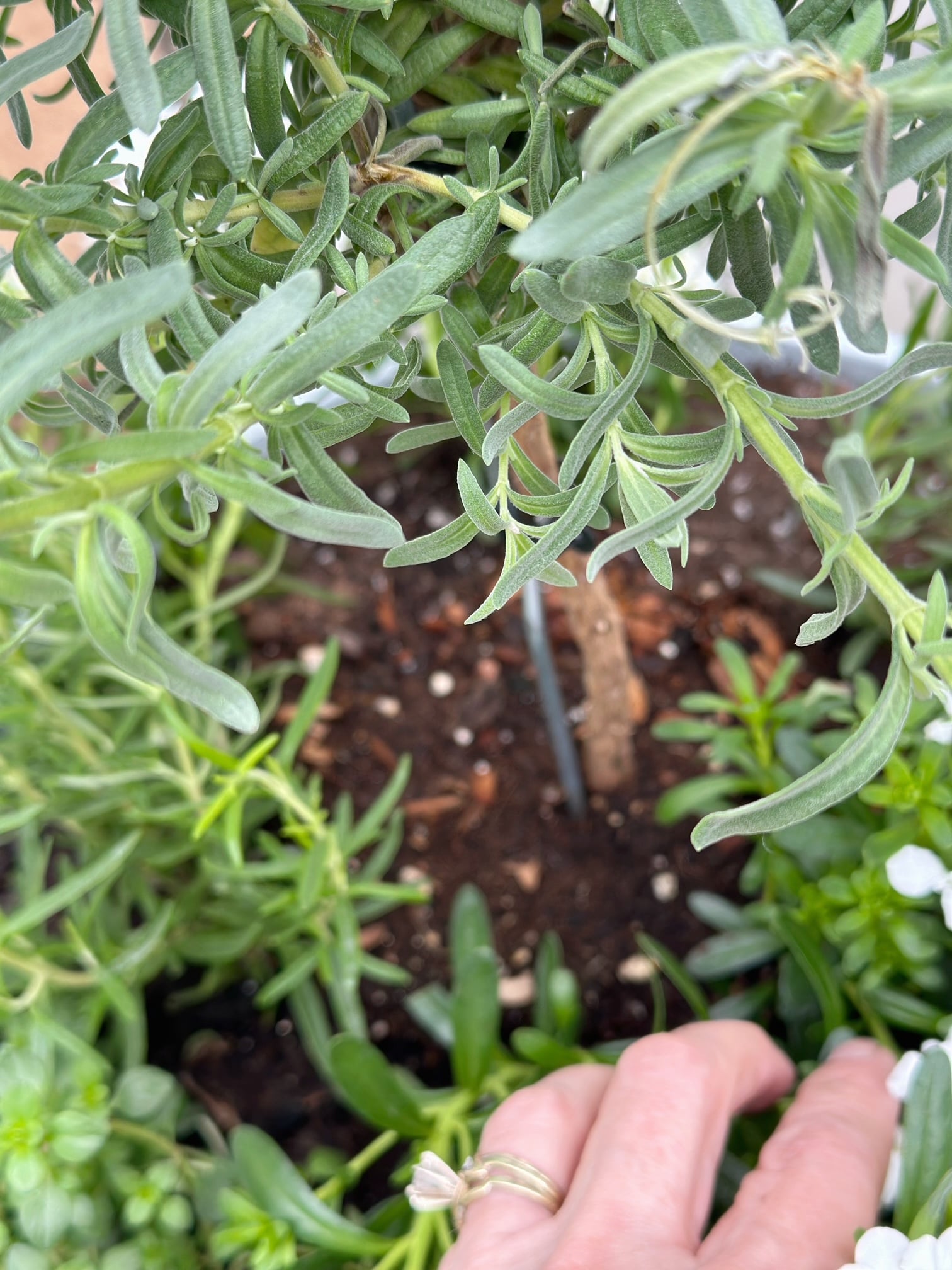 Showing space around the base of the lavender tree. 