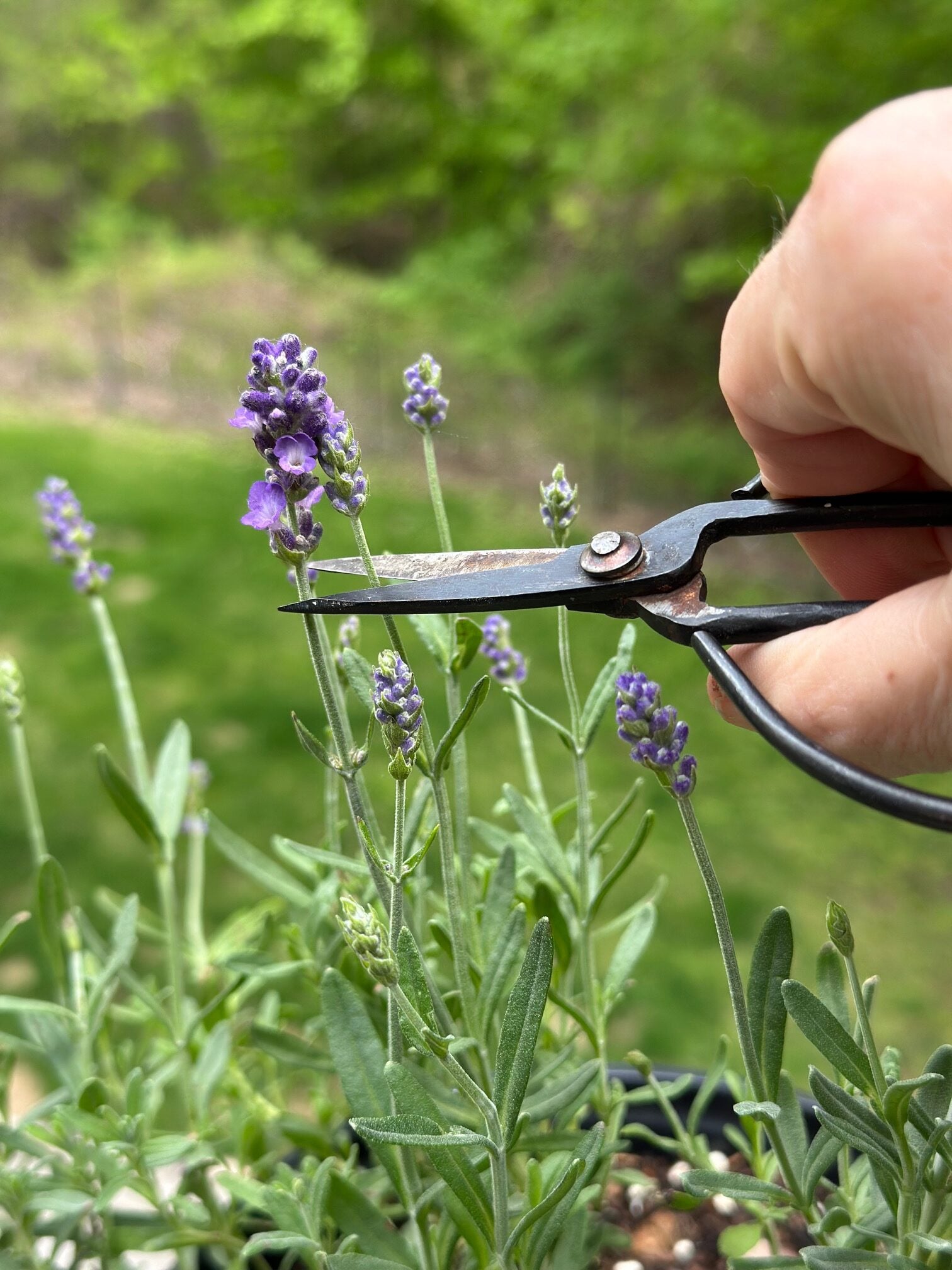 Pruning lavender with pruners. 
