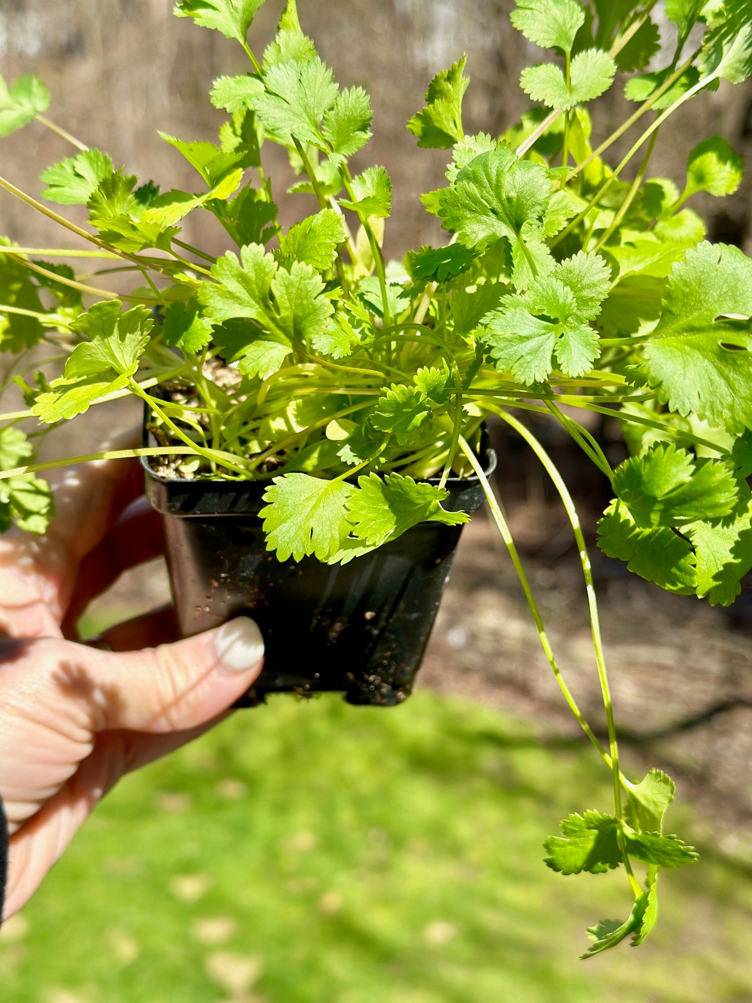 A small potted cilantro.