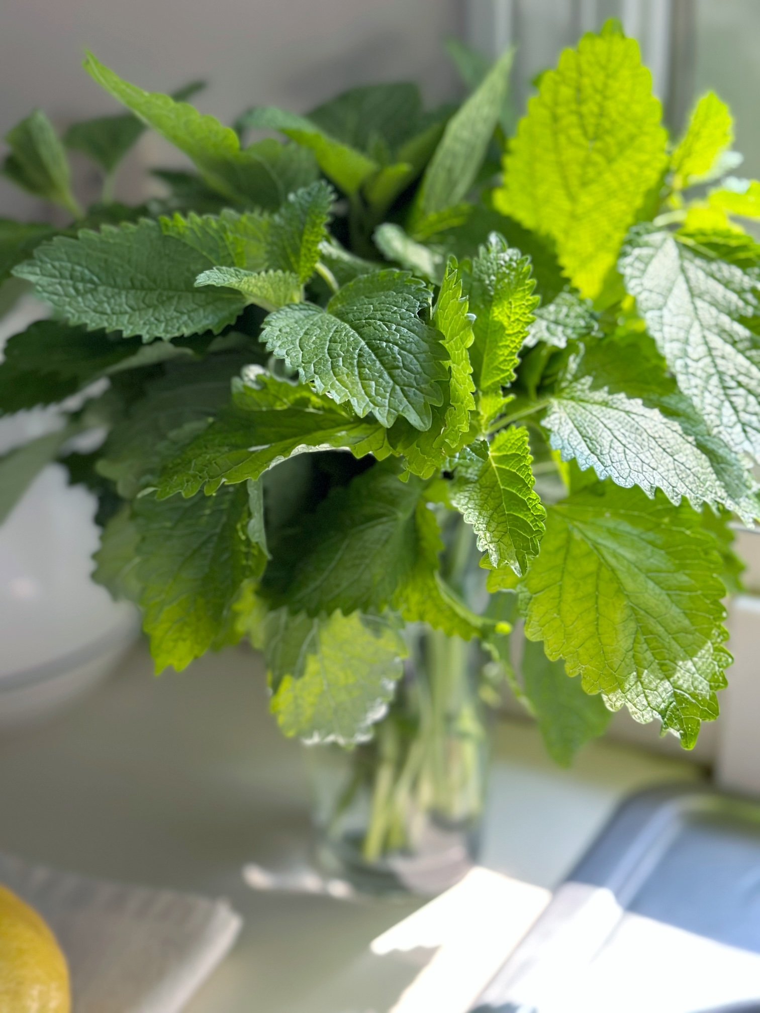 Fresh cut lemon balm in a jar of water on my kitchen counter.