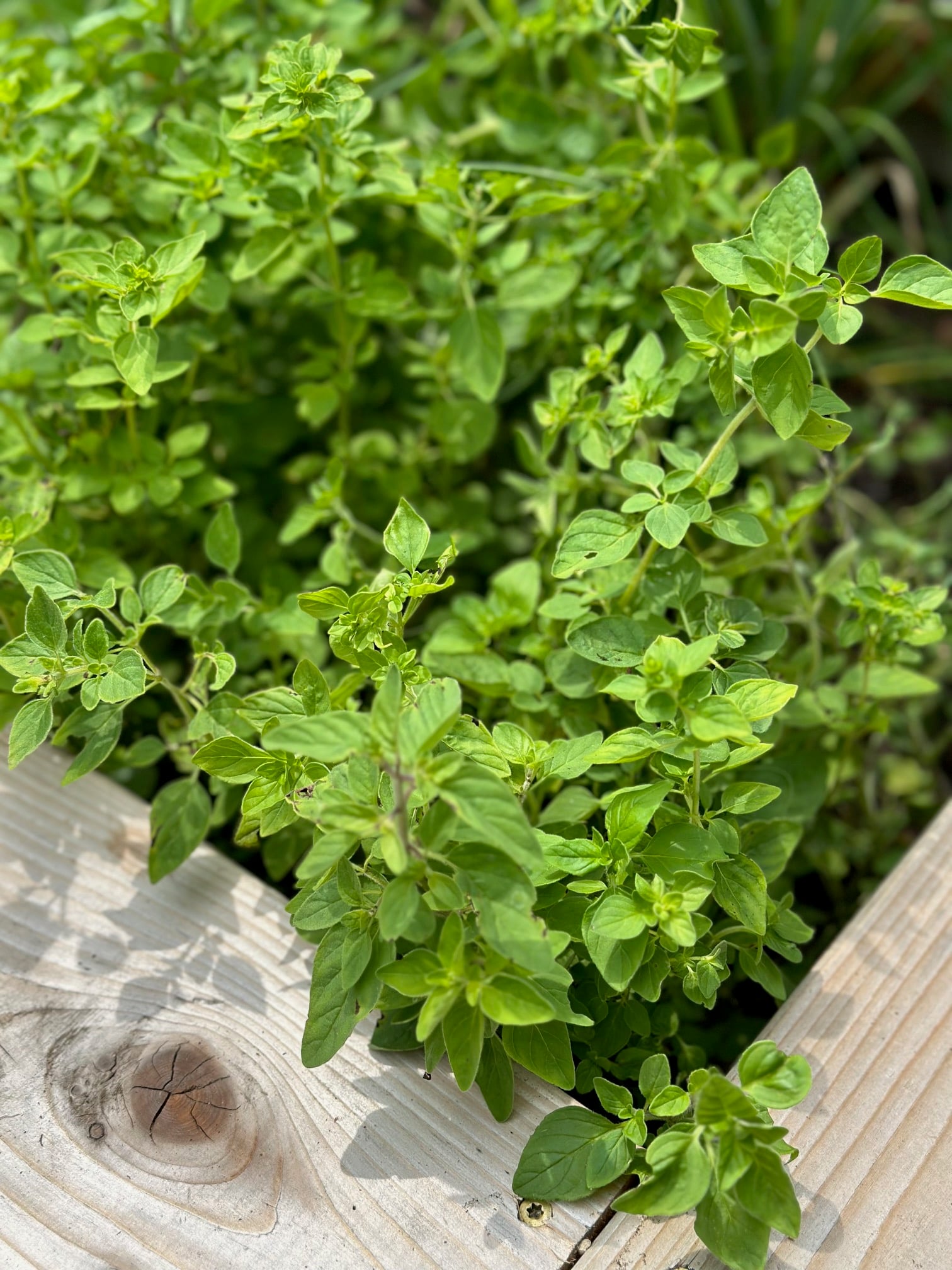 Beautiful lush oregano growing in the corner of my raised herb bed. 