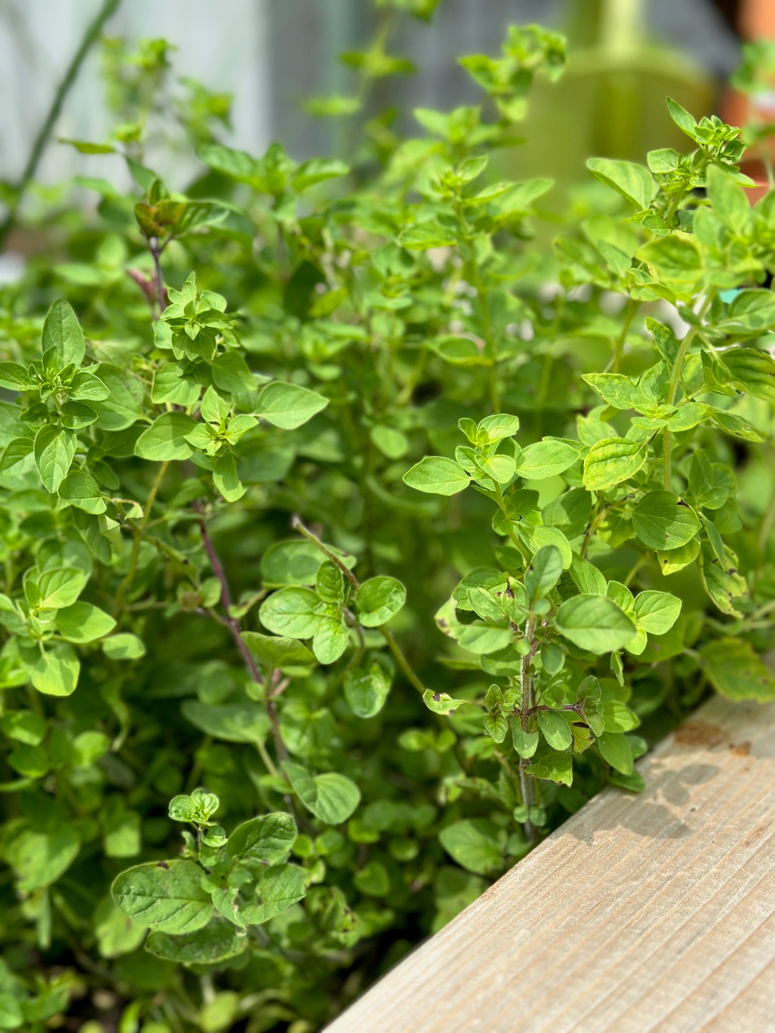 Full lush oregano plant sprawling in a raised bed.