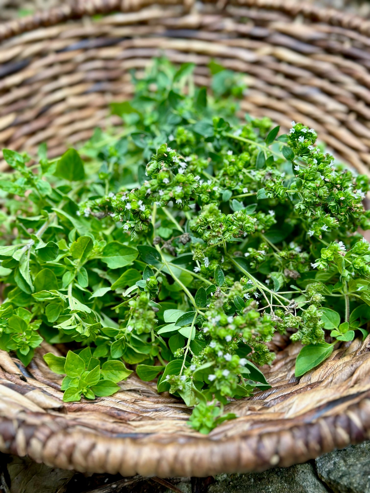 Harvested fresh cut oregano in a basket. 