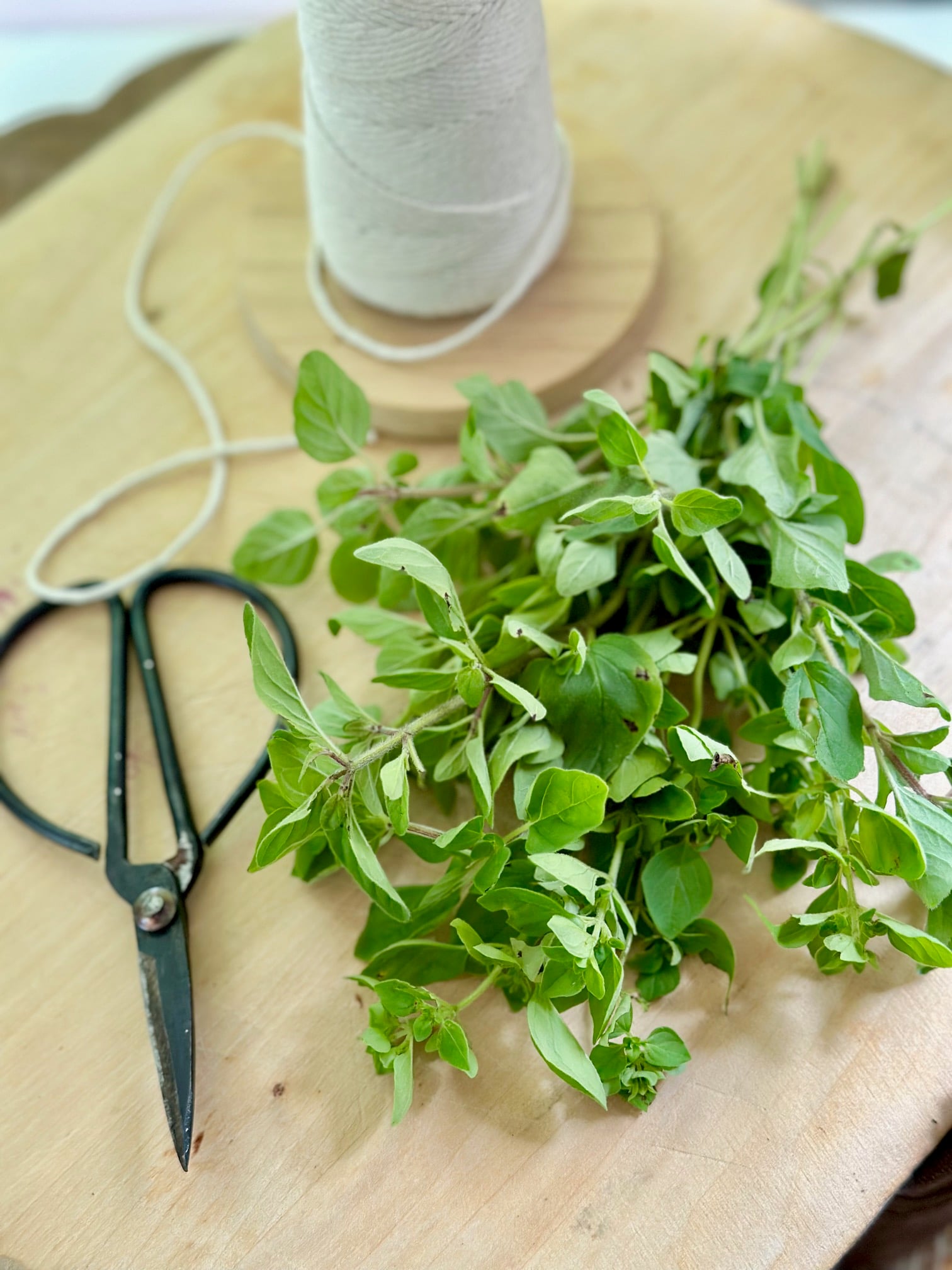 Scissors, string and fresh cut oregano. 