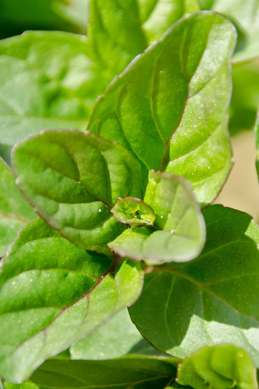 Orange mint plant showing leaves with red edges. 