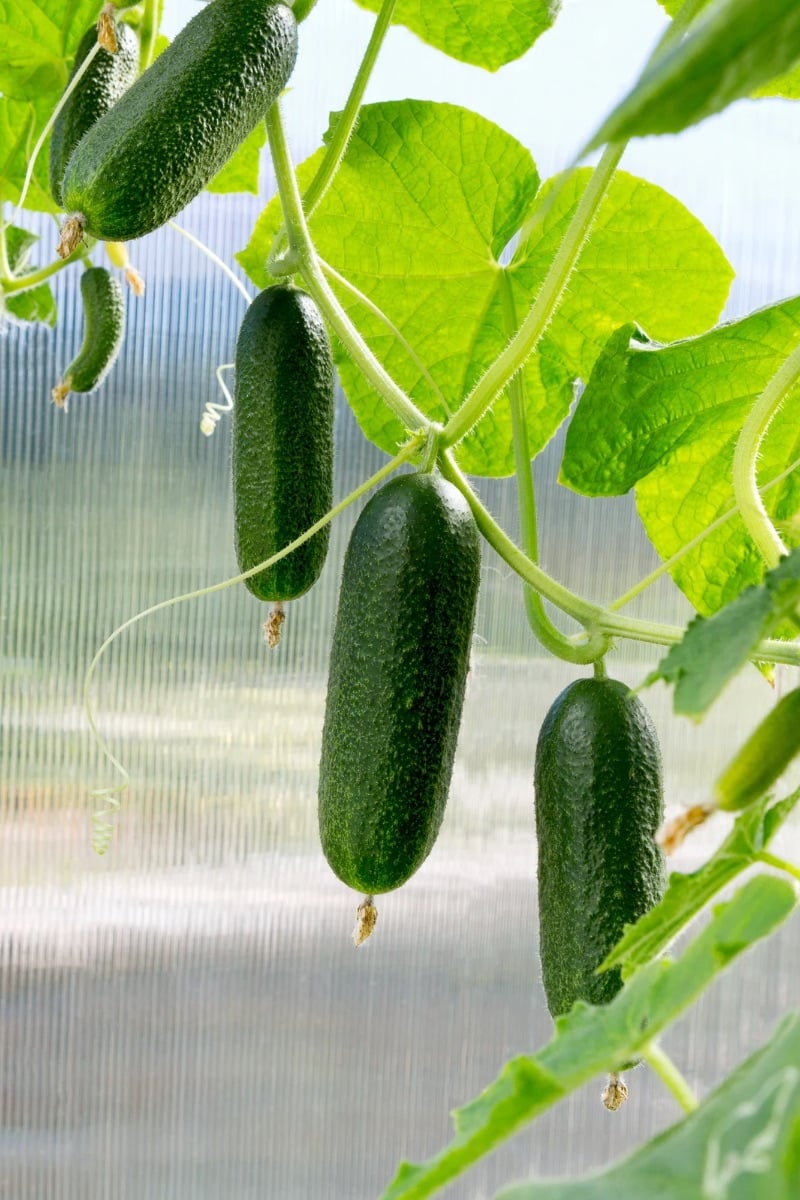 Cucumber plant with cucumbers hanging from vines.  