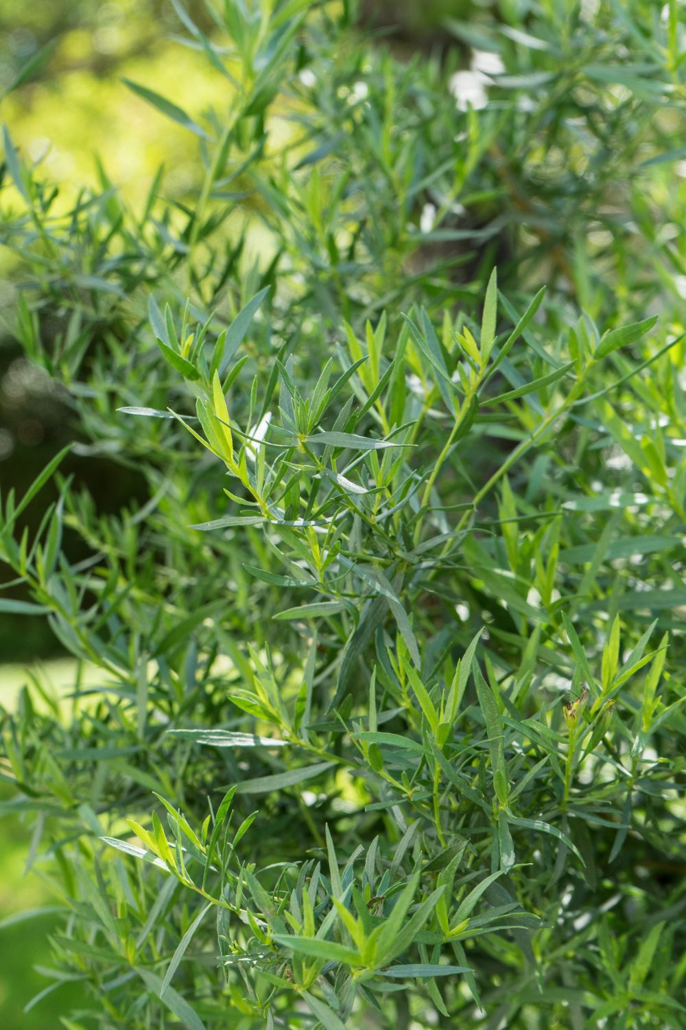 Beautiful french tarragon in shade garden.