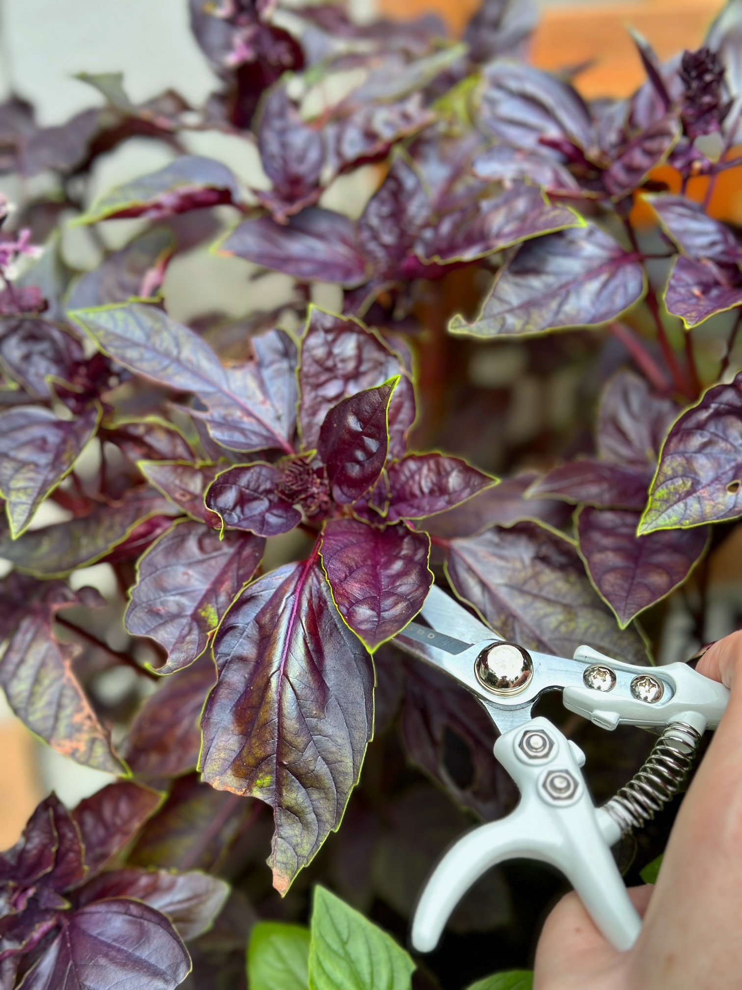 Prunning purple basil with garden shears. 