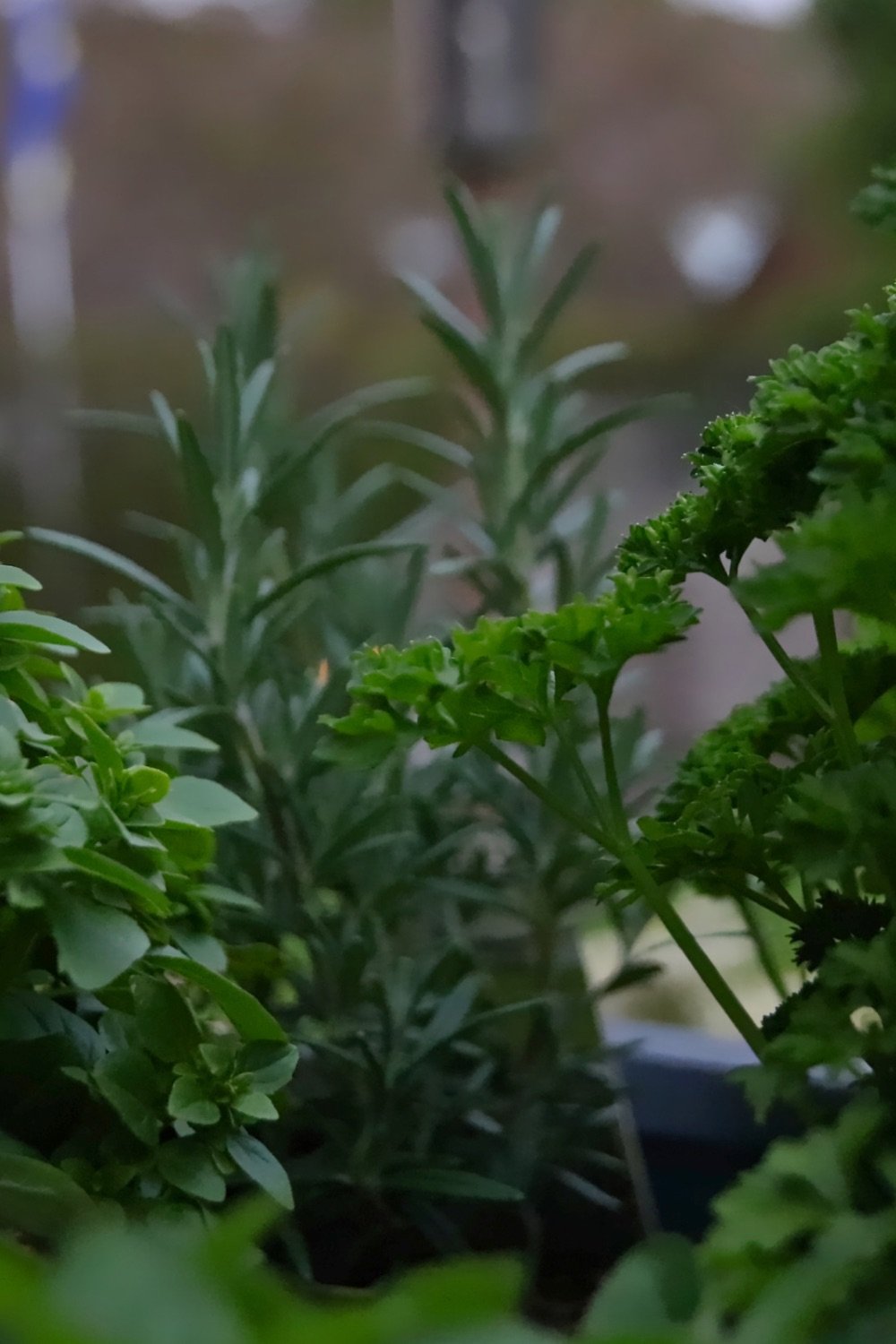 Herbs growing in a shady spot.