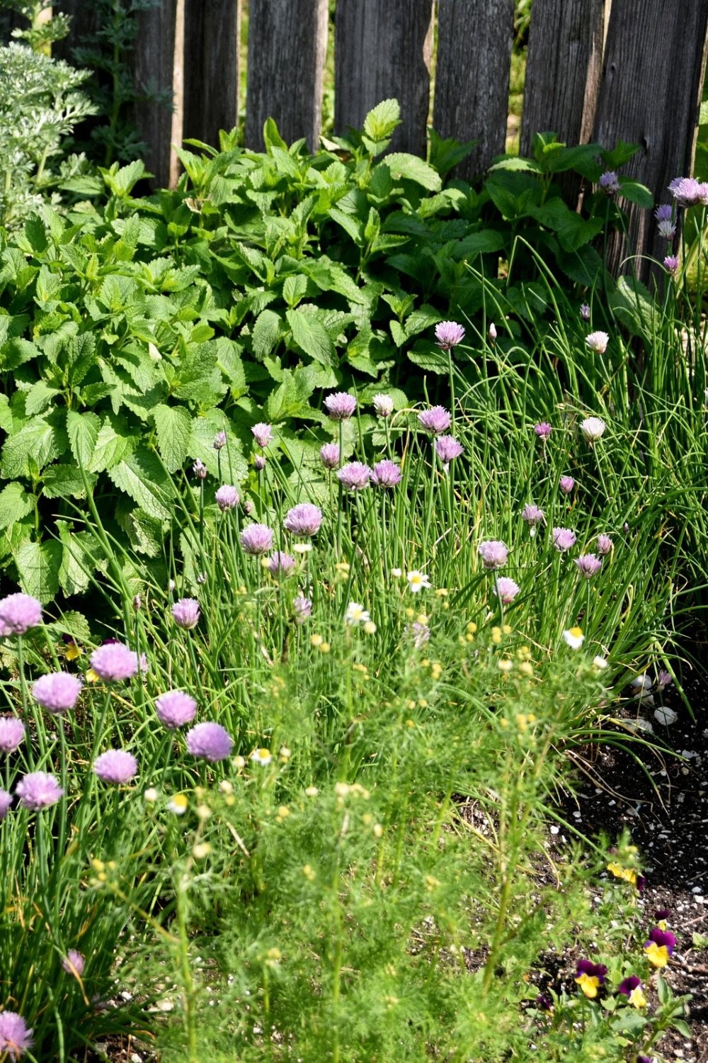 Herbs growing near a fence, some in the sun some in the shade.