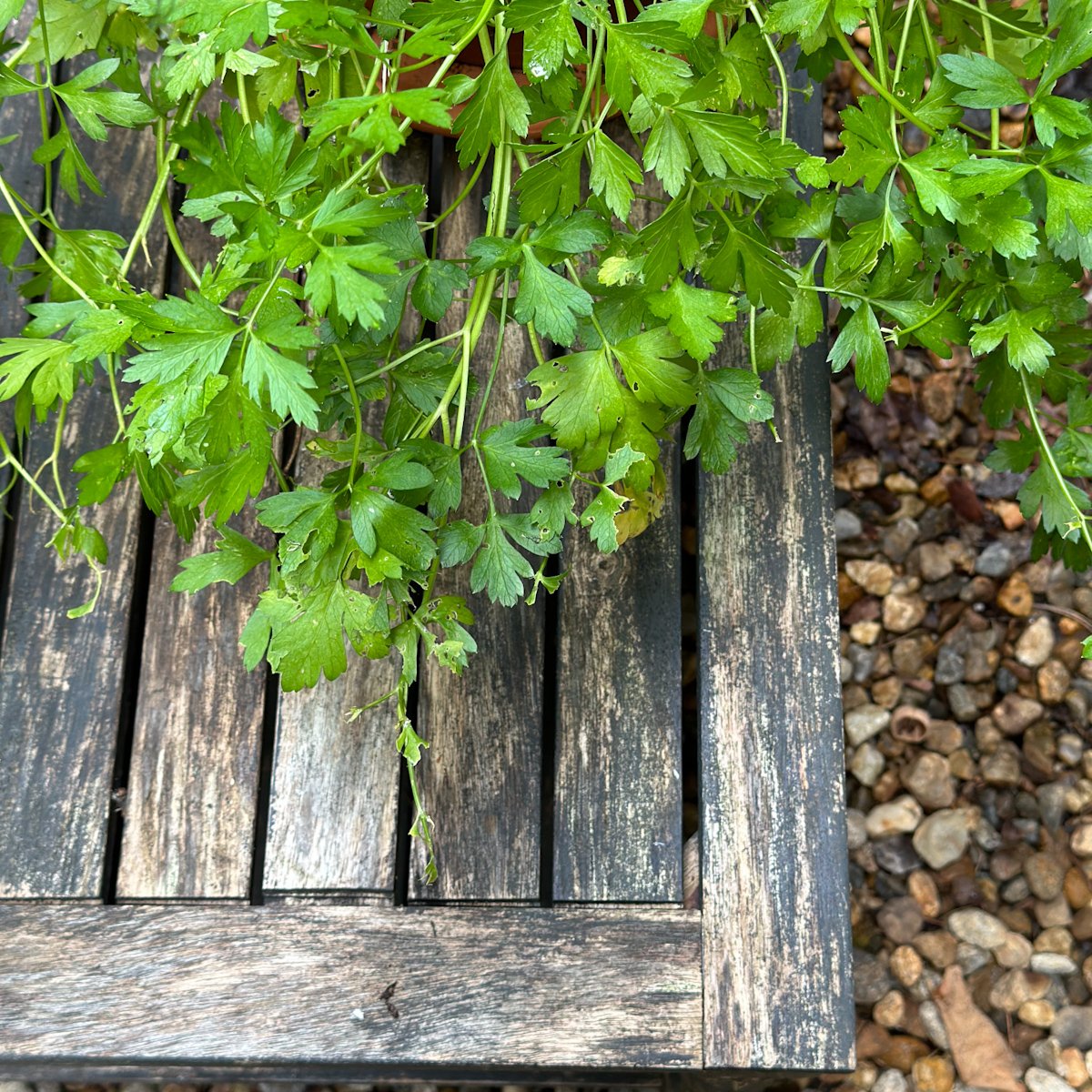 Flat leaf parsley on a chippy table in the shade.