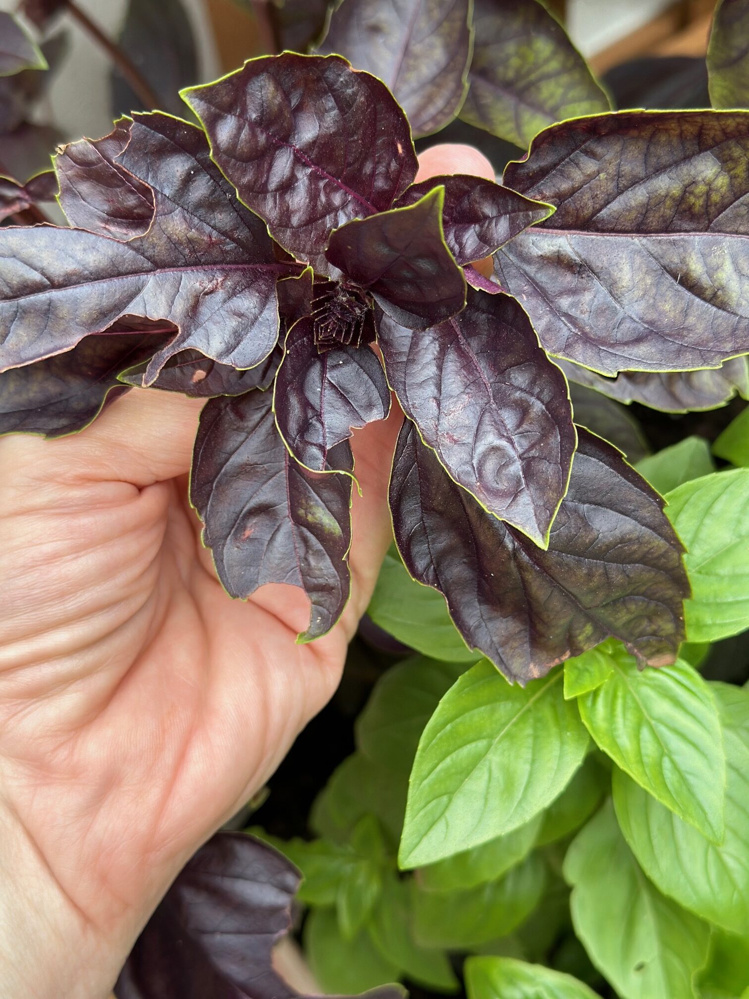 My hand holding a stem of purple basil. 