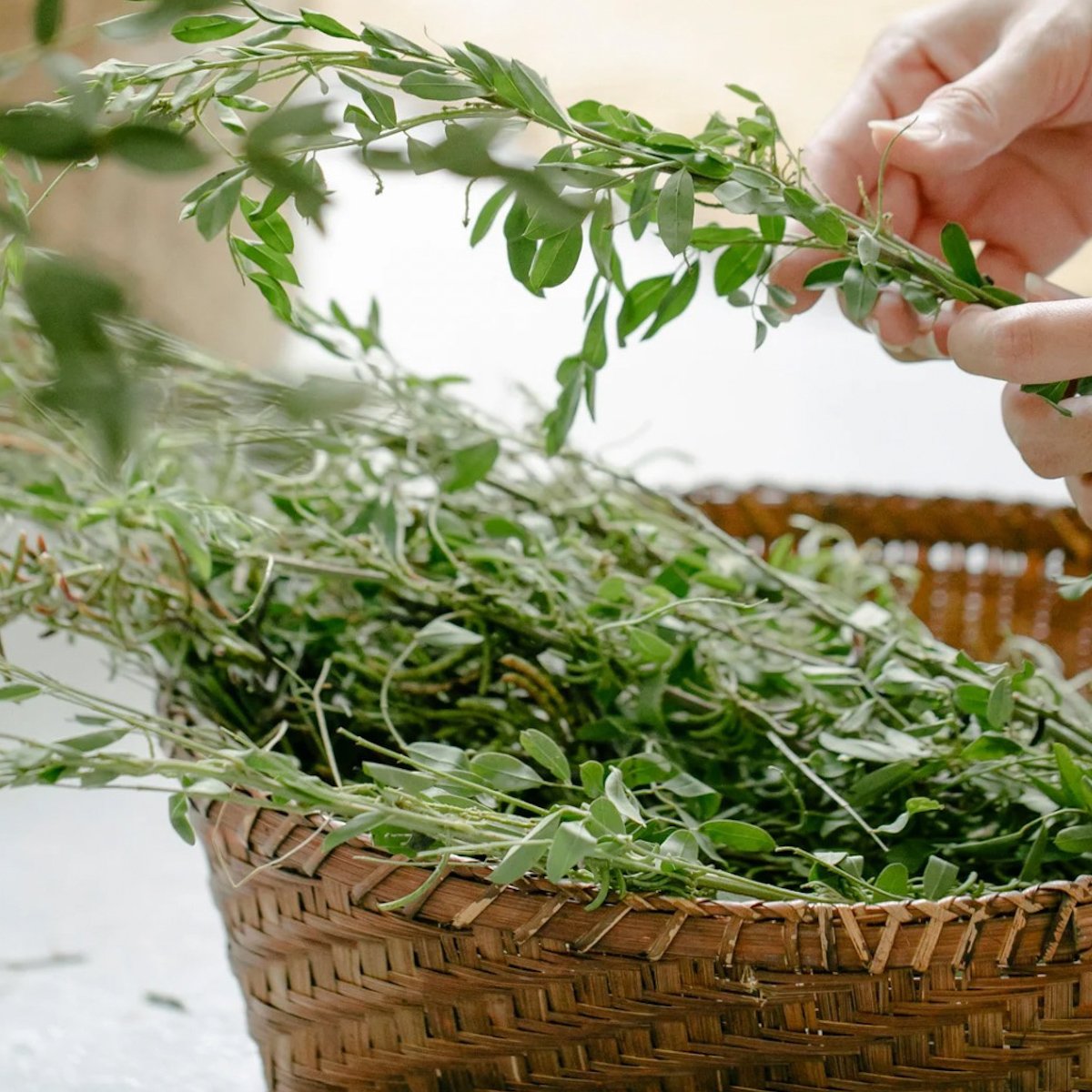 What Are the 7 Holy Herbs? A Look at Their Meaning and Legacy