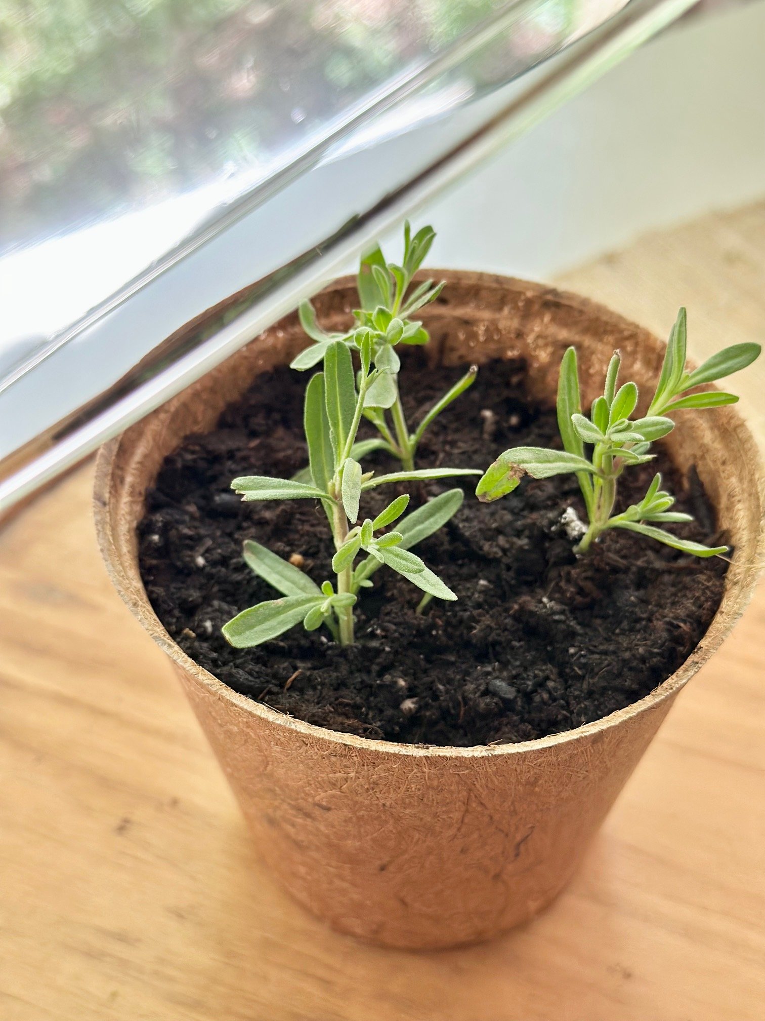 3 small lavender stem cuttings in soil.