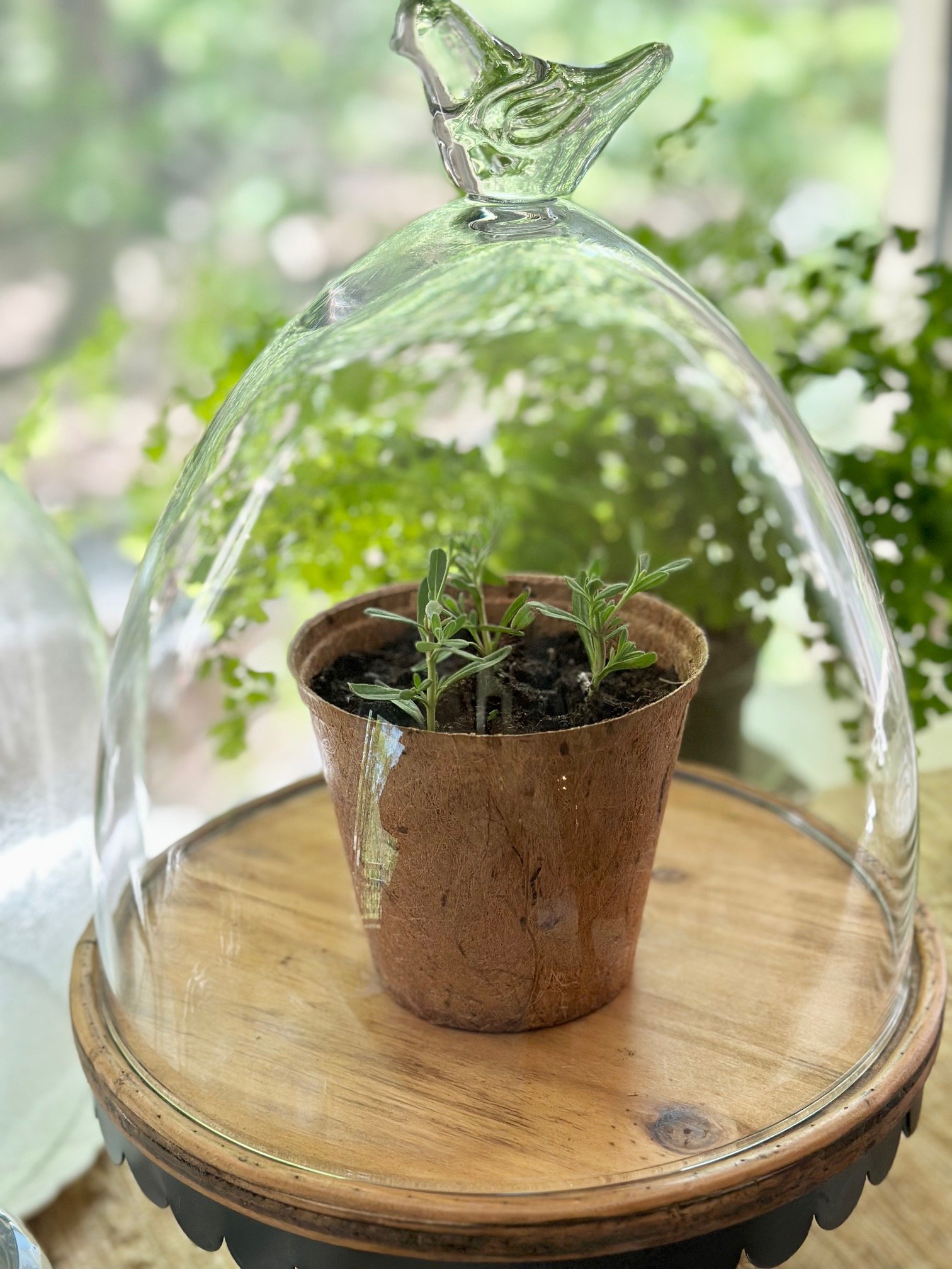 A glass globe over a pot with lavender stem cuttings.