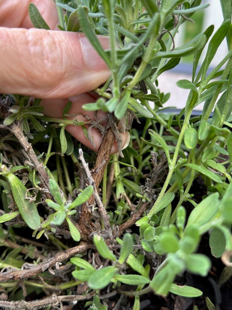 Hard (woody) stem of lavender plant.